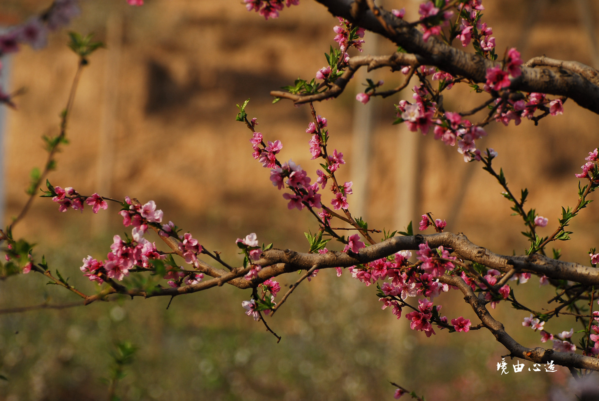 Nikon D200 sample photo. 副本 photography