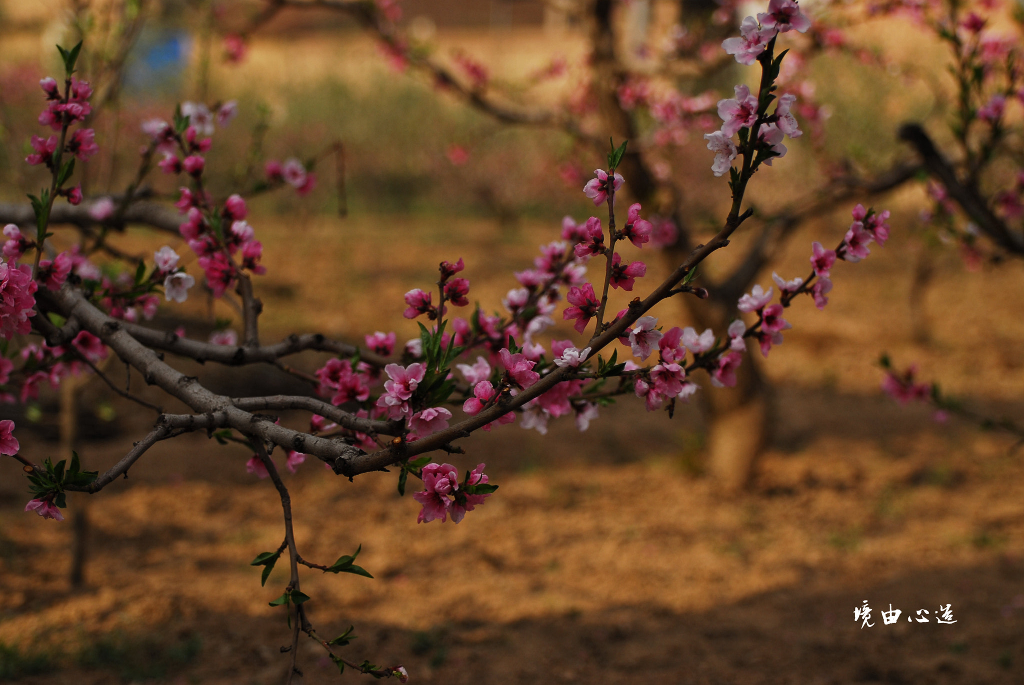 Nikon D200 sample photo. 副本 photography