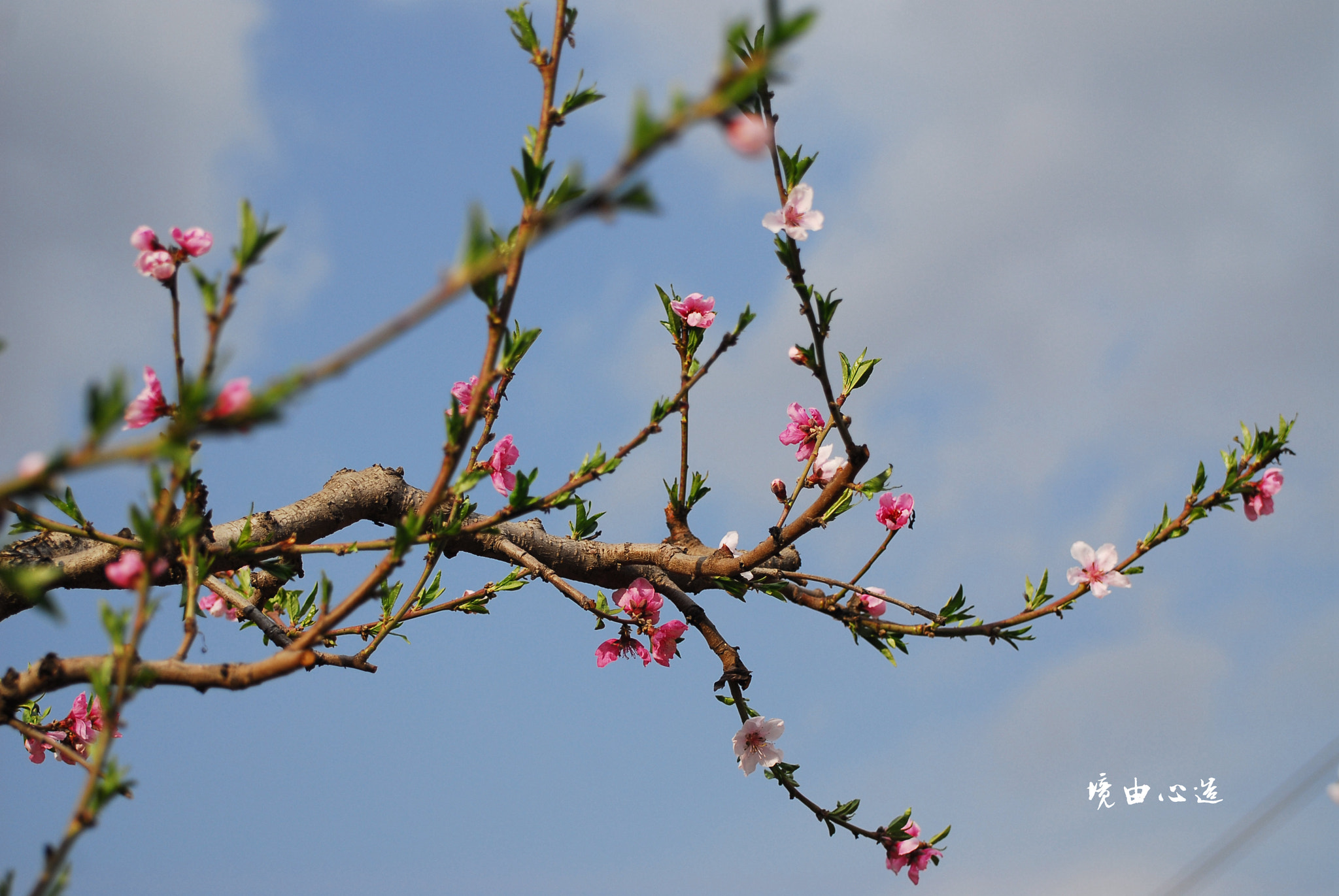 Nikon D200 sample photo. 副本 photography