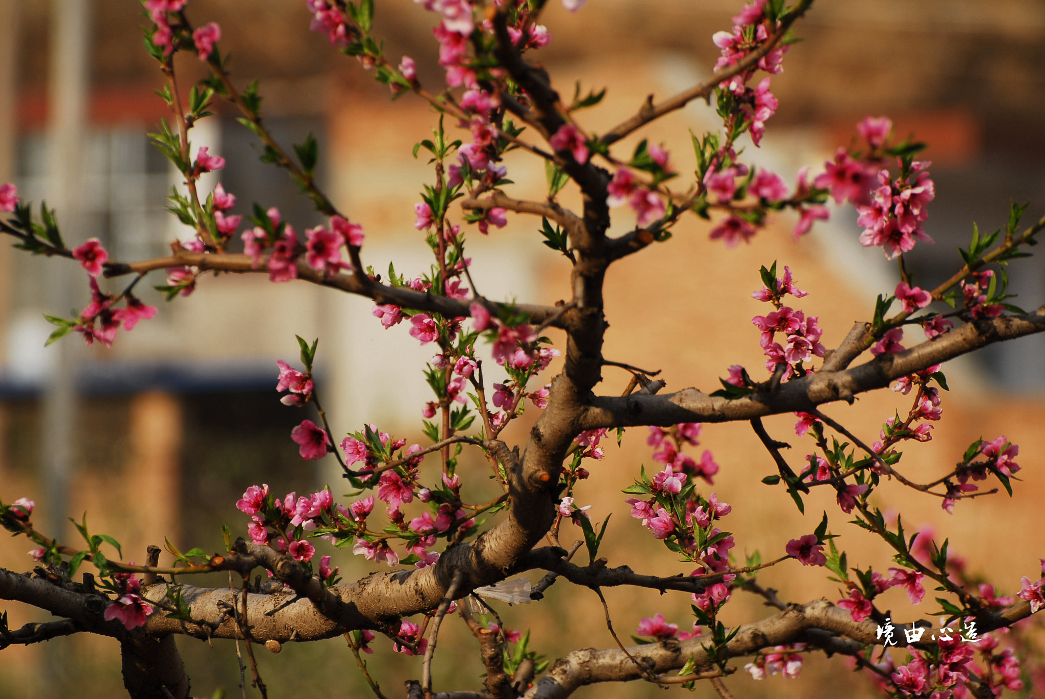 Nikon D200 sample photo. 副本 photography