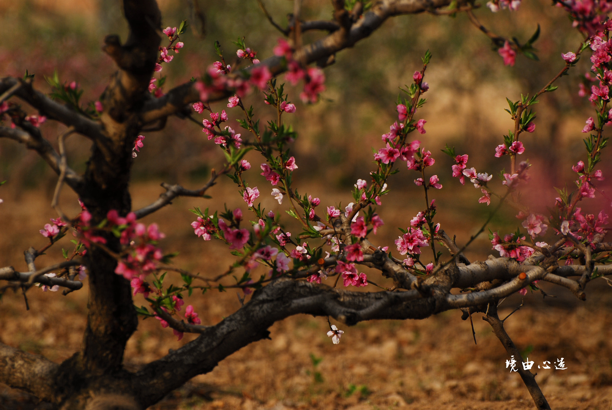 Nikon D200 sample photo. 副本 photography