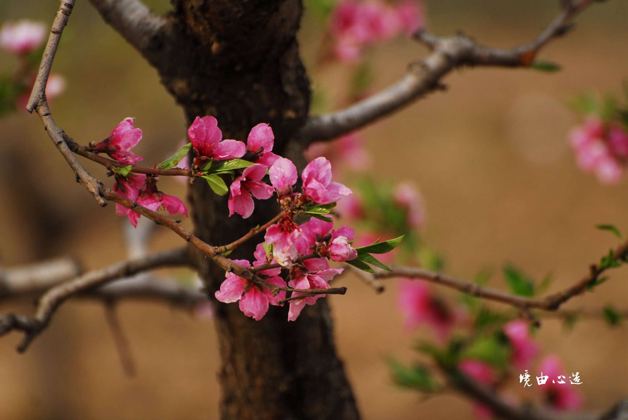 Nikon D200 sample photo. 副本 photography