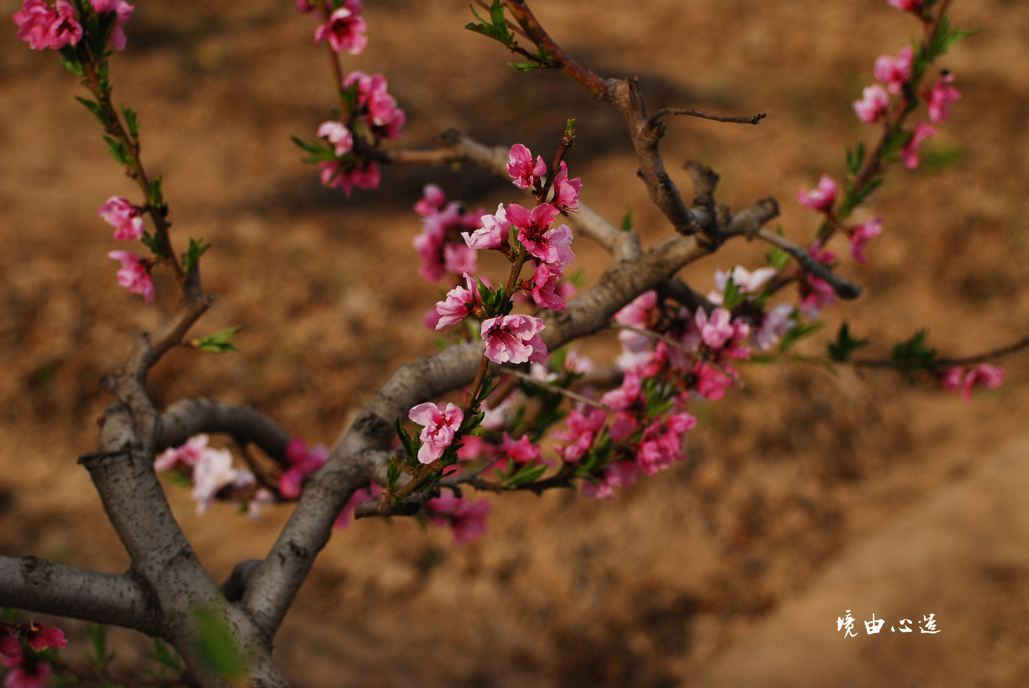 Nikon D200 sample photo. 副本 photography