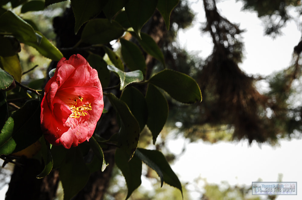 Nikon D2X + Sigma 18-50mm F2.8 EX DC Macro sample photo. 20160223,yonggung temple,busan photography