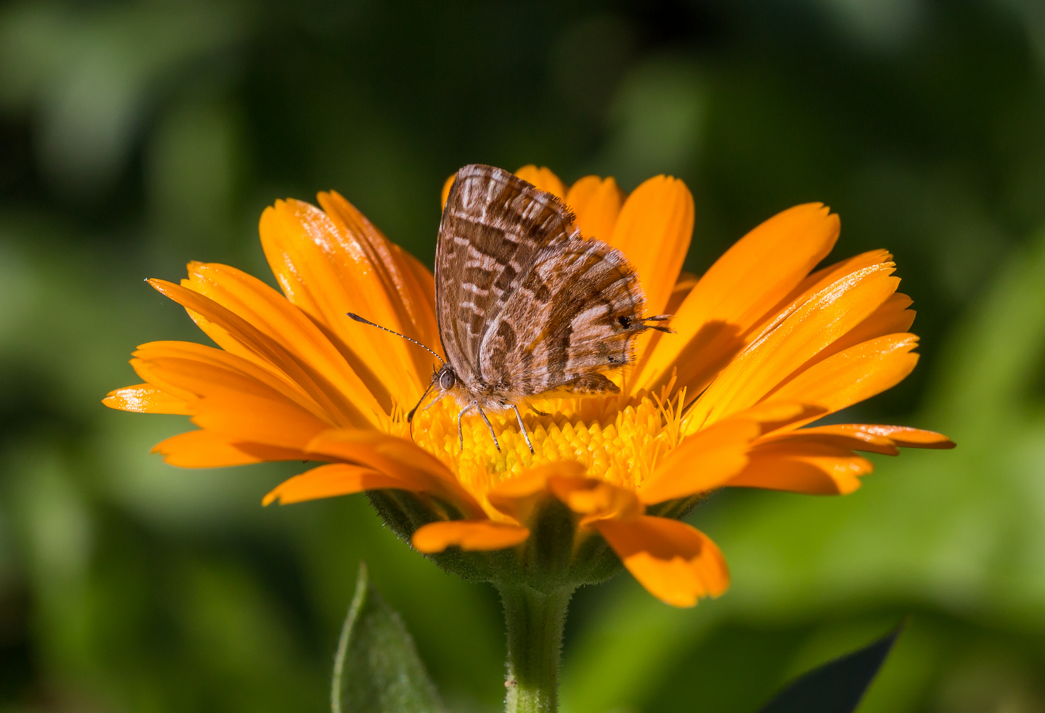 Canon EOS 650D (EOS Rebel T4i / EOS Kiss X6i) + Tamron SP AF 90mm F2.8 Di Macro sample photo. Butterfly photography