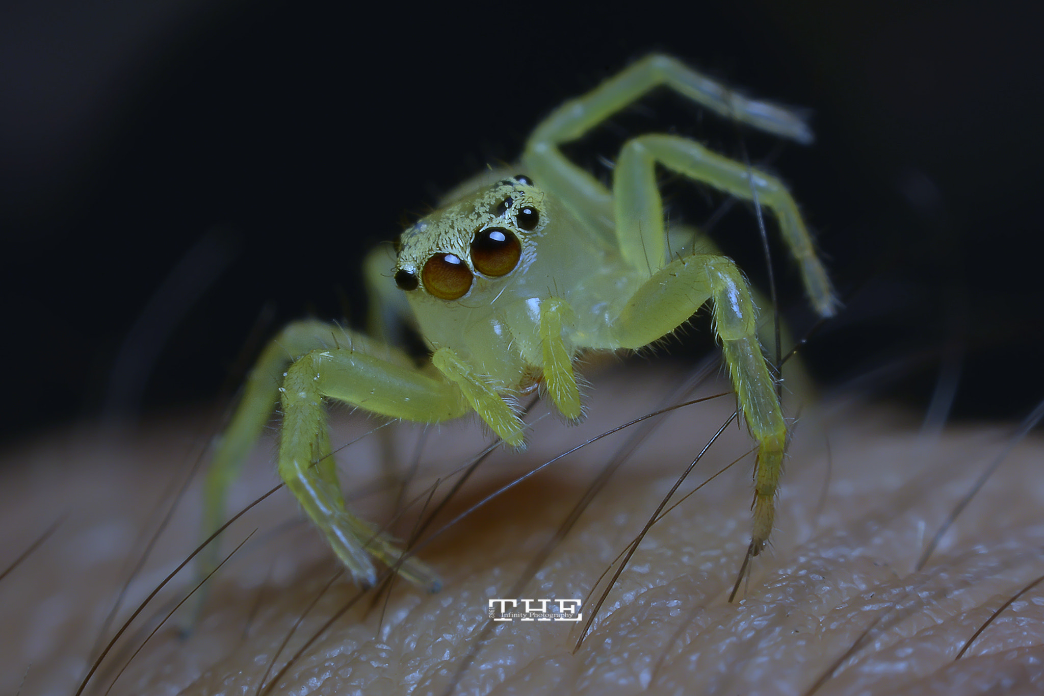 Nikon D800E sample photo. The jumping spider photography