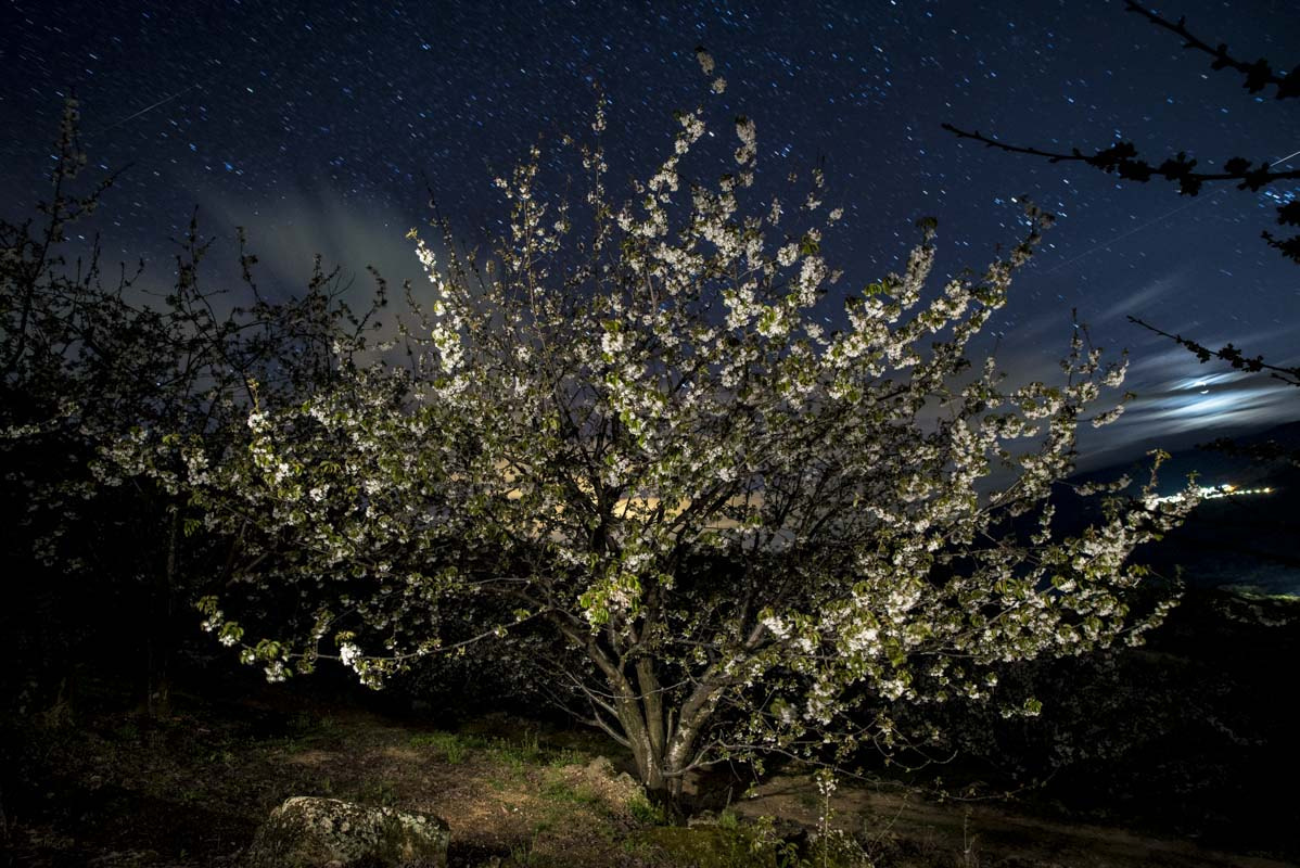 Nikon D600 + Sigma 20mm F1.8 EX DG Aspherical RF sample photo. Cerezo nocturno en el valle del jerte photography