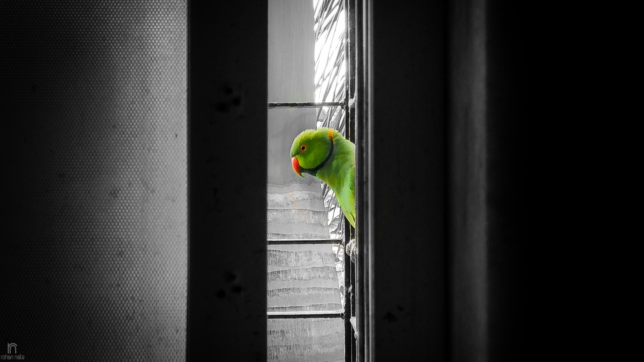 Xiaomi Mi 4i sample photo. Angry bird photography
