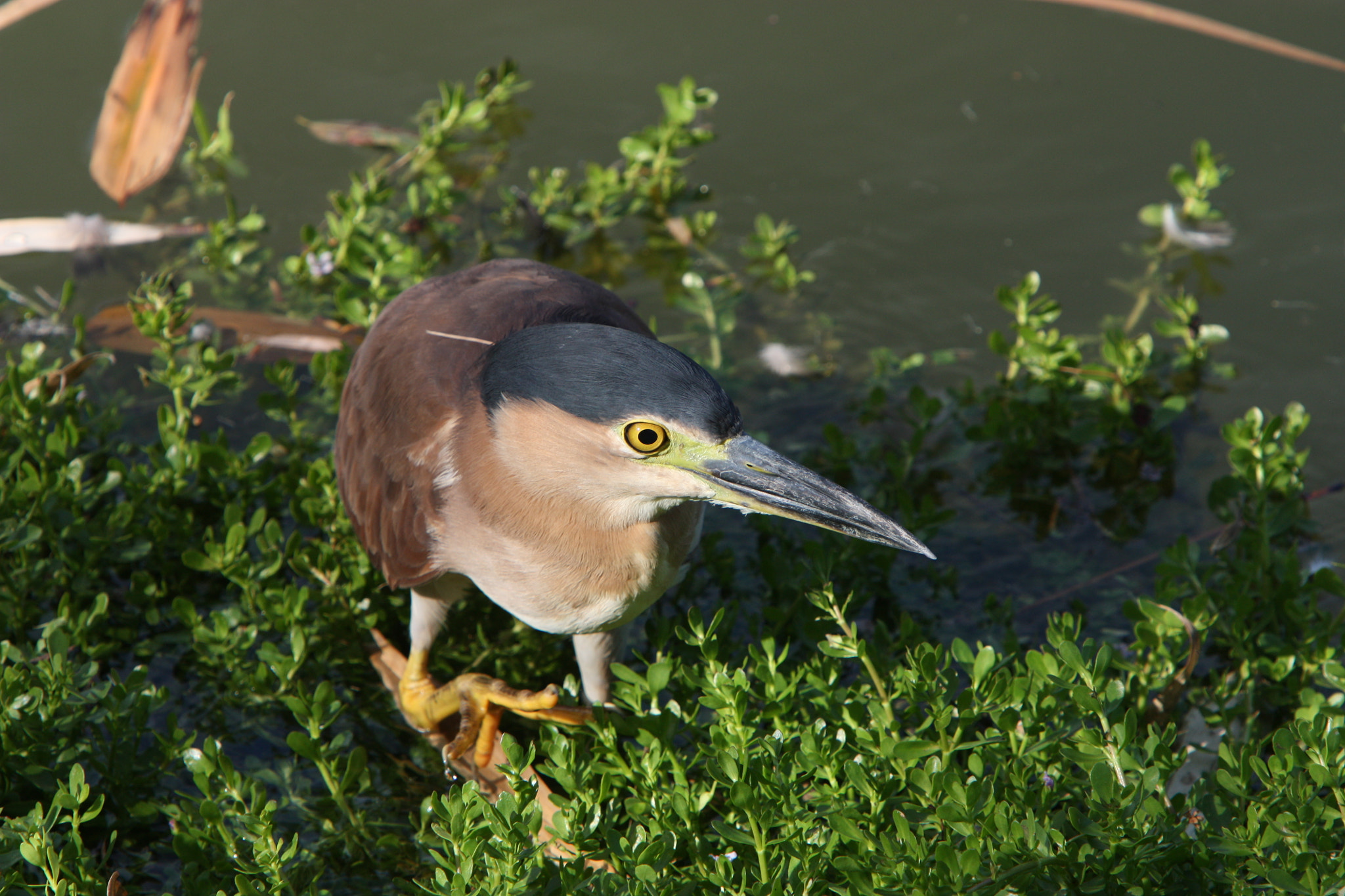 Canon EF 70-200mm F2.8L IS USM sample photo