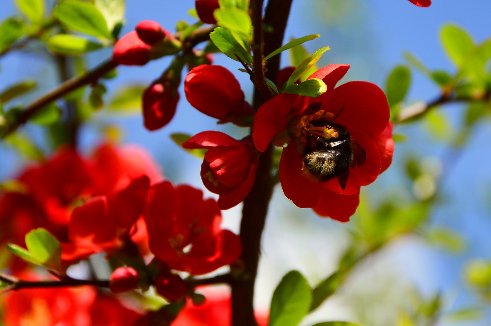 Sigma 17-70mm F2.8-4 DC Macro OS HSM | C sample photo. Feeding season photography