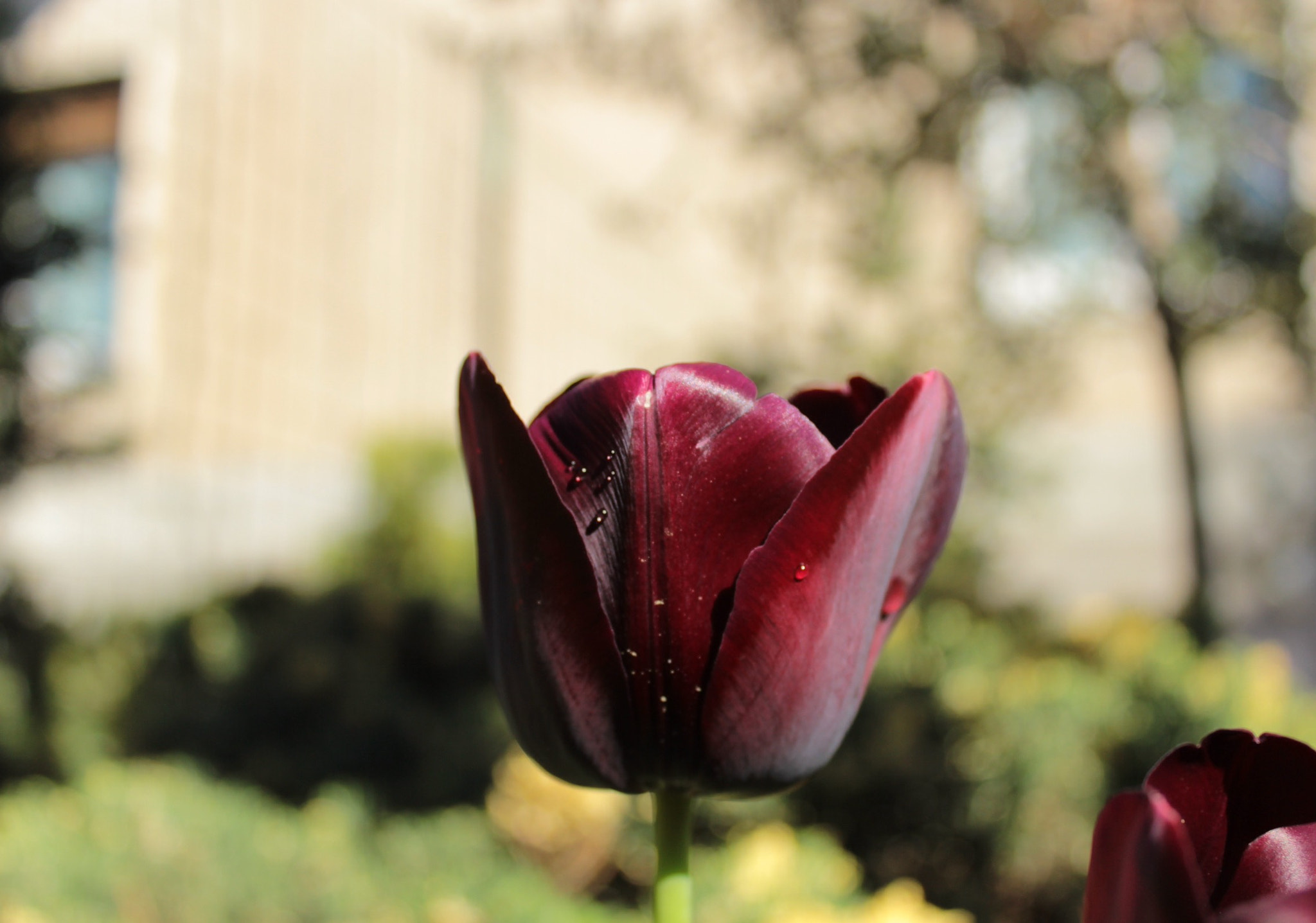 Canon EF-S 18-55mm F3.5-5.6 IS II sample photo