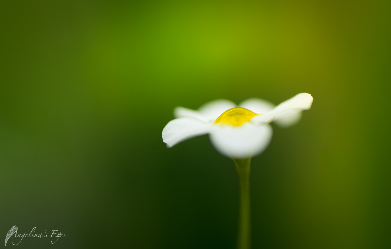 100mm F2.8 G SSM OSS sample photo. Golden drop chalice photography