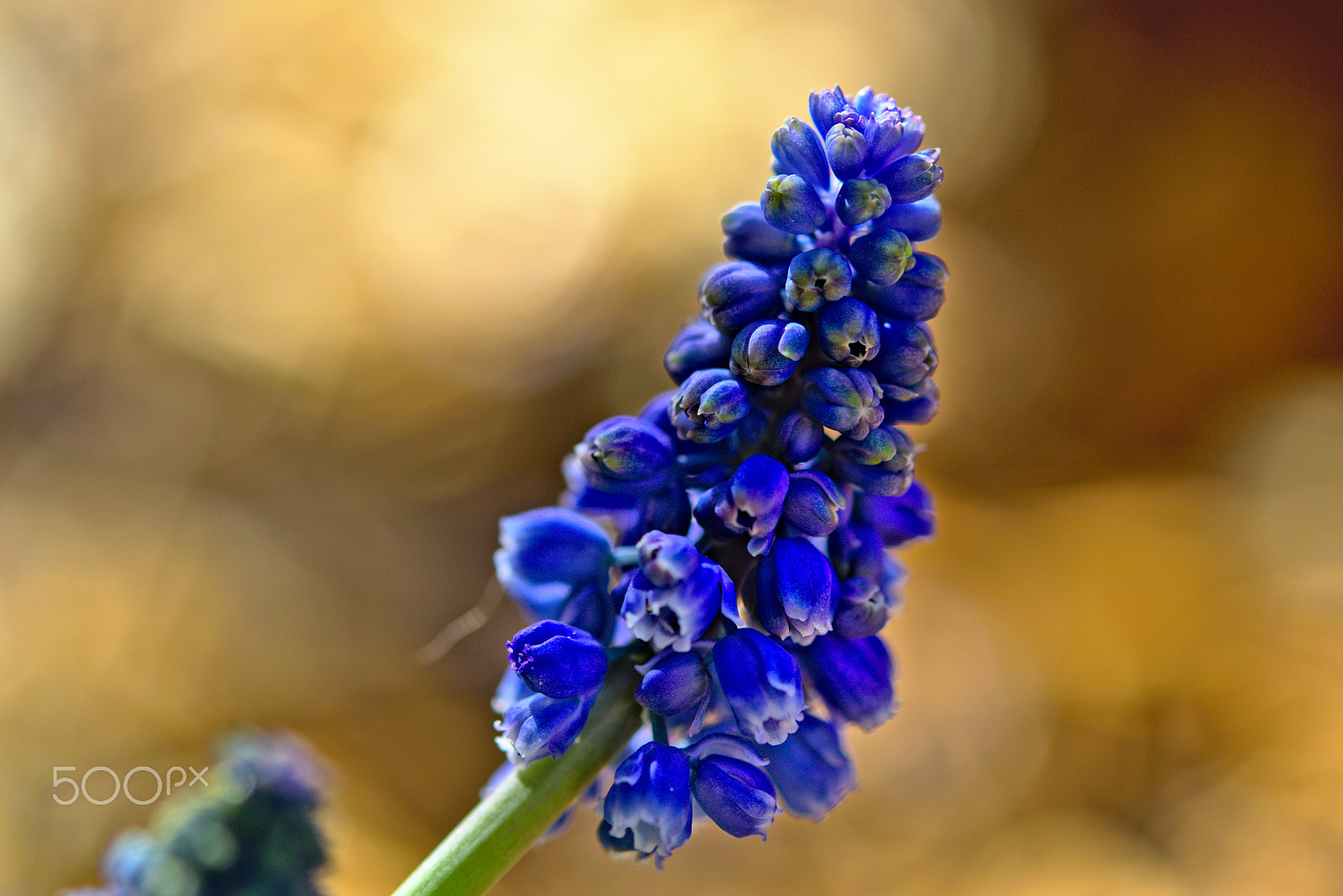 Nikon AF-S Micro-Nikkor 60mm F2.8G ED sample photo. Muscari photography