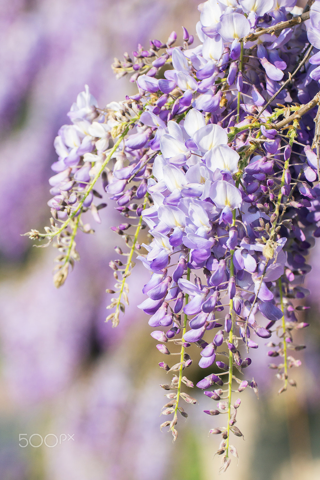 Sigma 180mm F3.5 EX DG Macro sample photo. Glycine wisteria photography