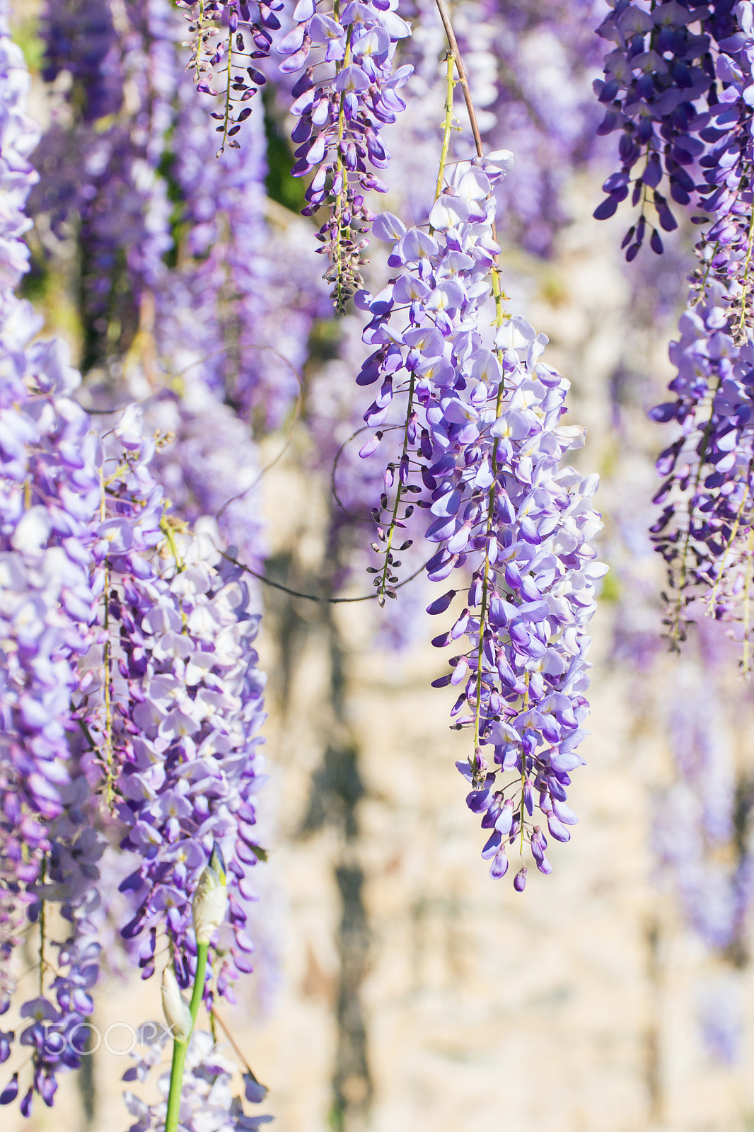 Sigma 180mm F3.5 EX DG Macro sample photo. Glycine wisteria photography