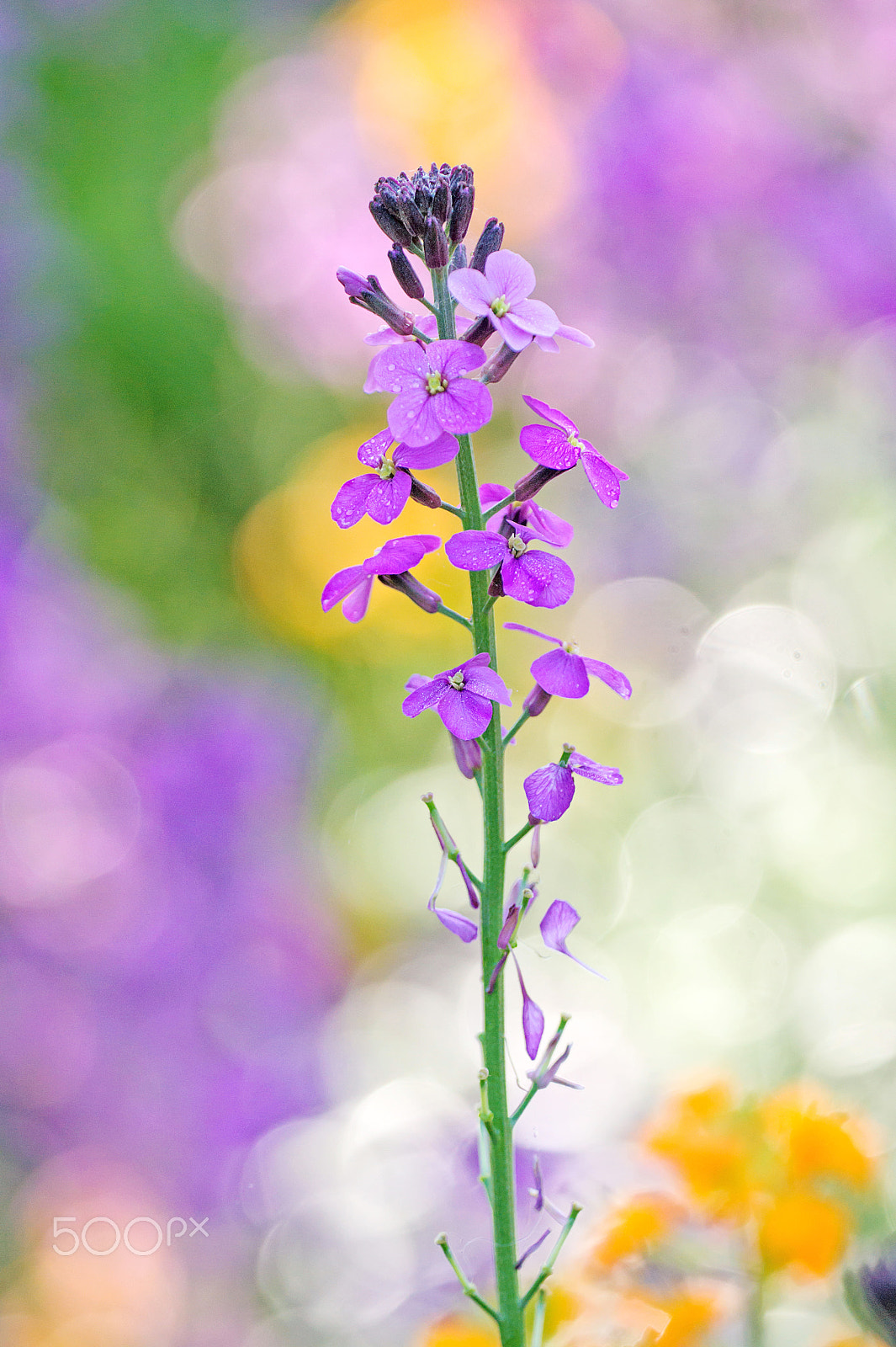 Sigma 180mm F3.5 EX DG Macro sample photo. Giroflée mauve photography