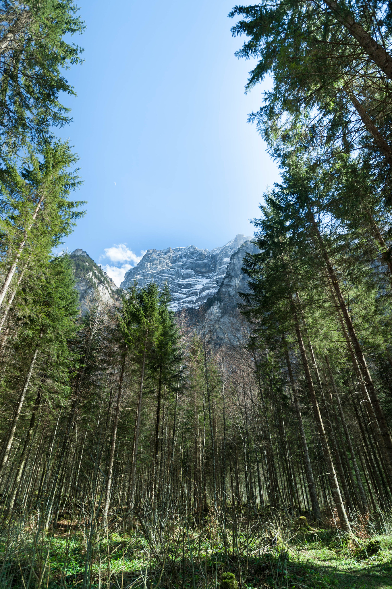 Canon EOS-1D Mark III sample photo. Forest in alps photography