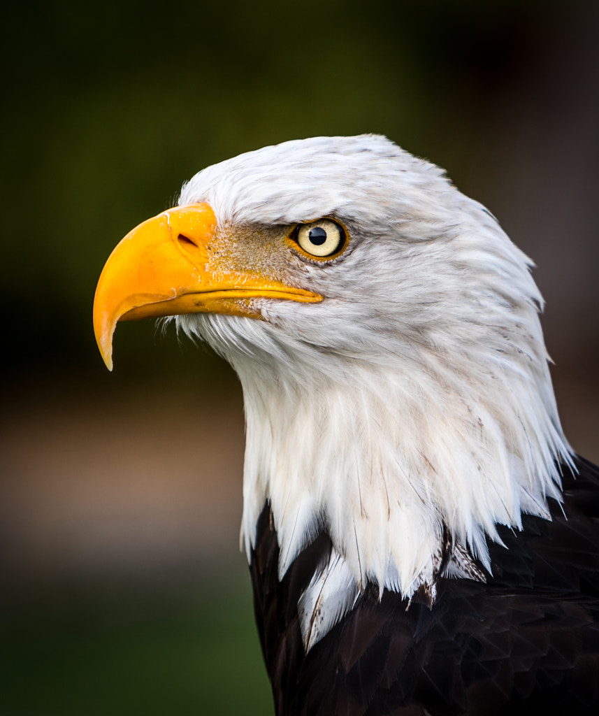 Look me in the eyes - American Bald Eagle by Juan / 500px