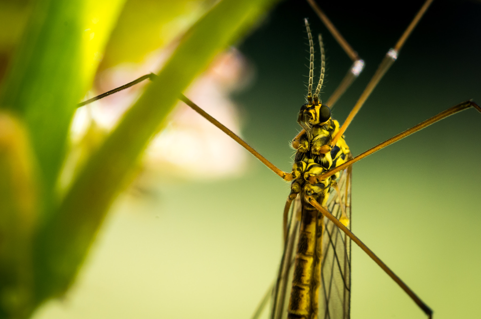Pentax smc D-FA 100mm F2.8 Macro WR sample photo. Insetto photography