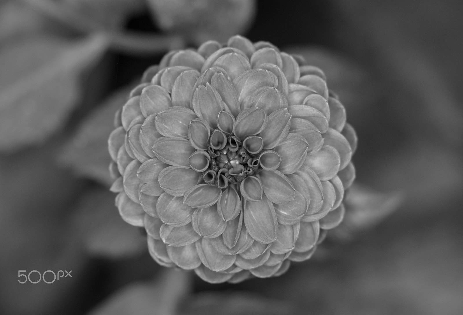 Canon EF-S 18-135mm F3.5-5.6 IS STM sample photo. Natural pattern photography