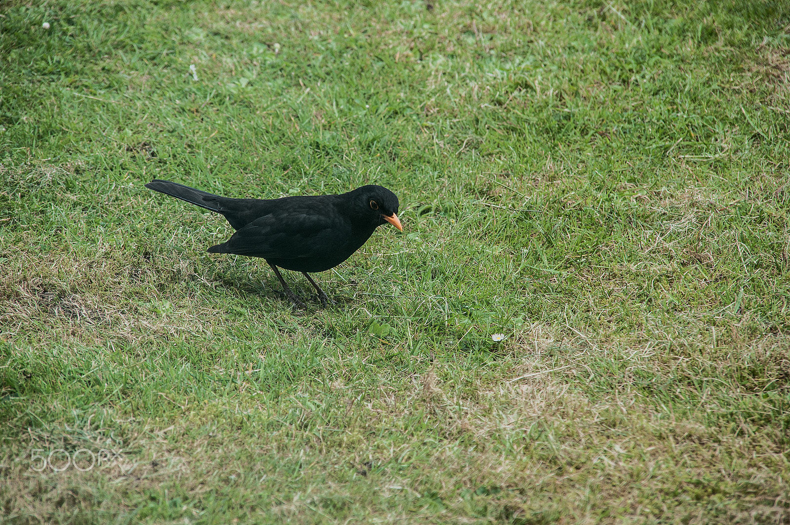 Nikon D300 + Sigma 18-200mm F3.5-6.3 DC sample photo. You worms can't hide from me! photography