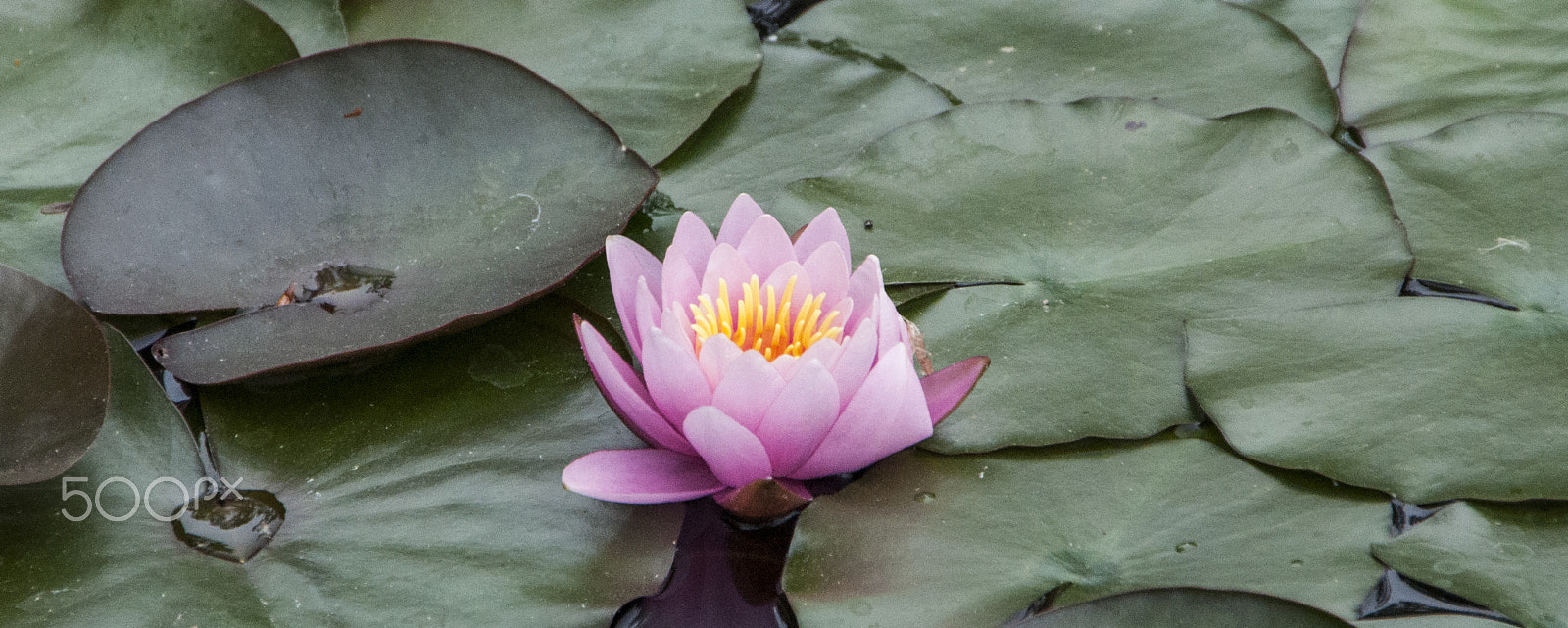 Nikon D5000 + Sigma 18-250mm F3.5-6.3 DC OS HSM sample photo. Water lily. photography