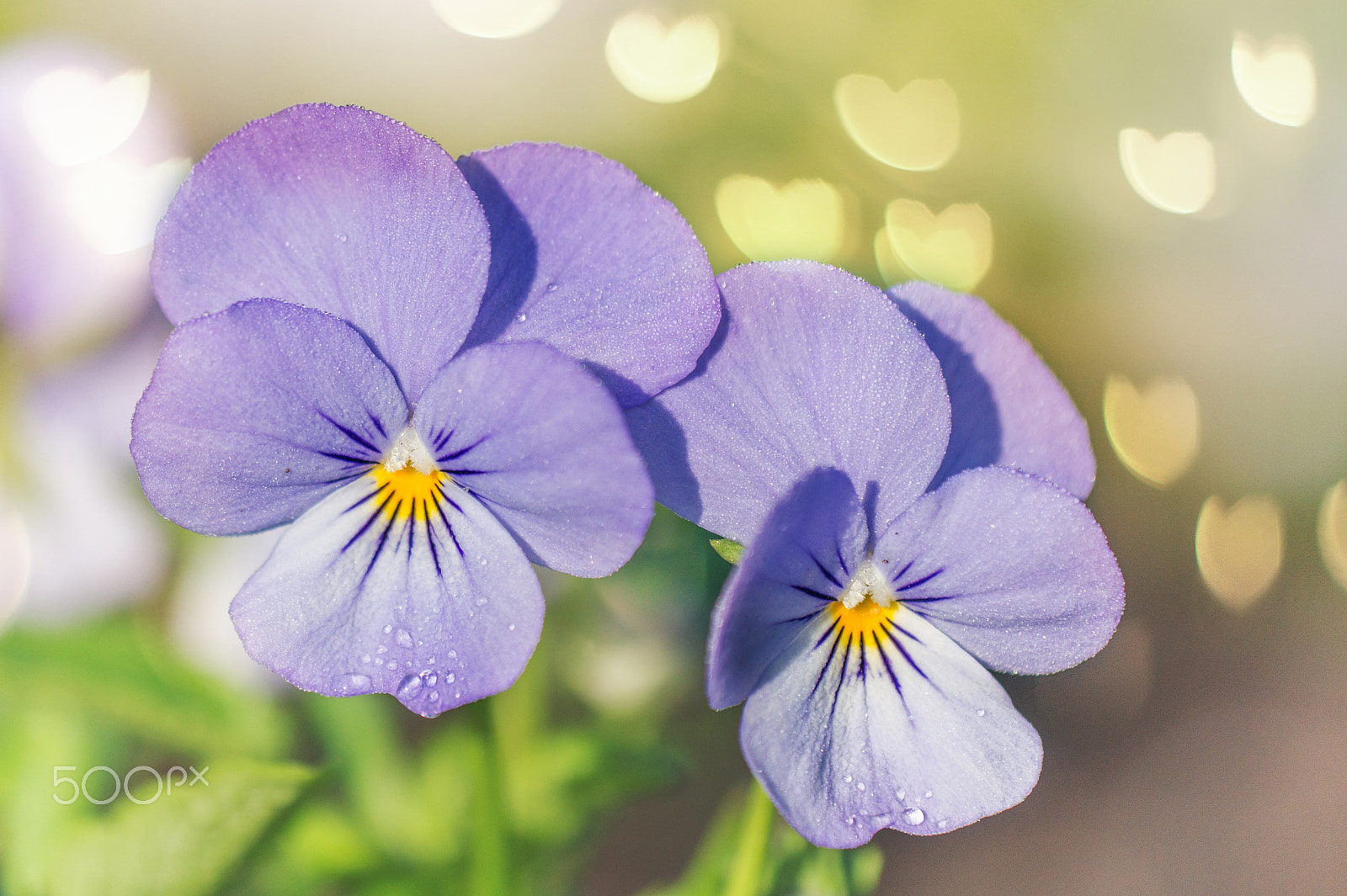 Sigma 180mm F3.5 EX DG Macro sample photo. Pansy - pensée photography