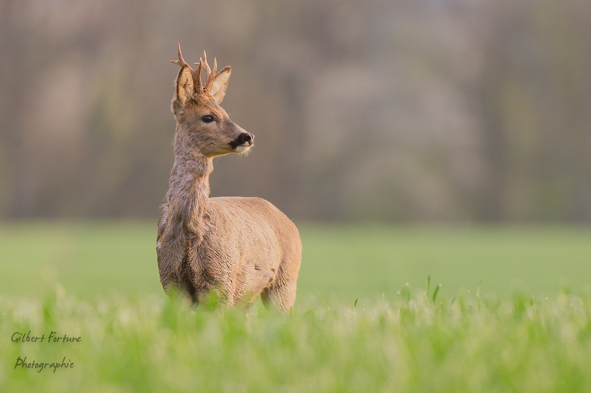Nikon AF-S Nikkor 300mm F2.8G ED VR II sample photo. Brocard photography
