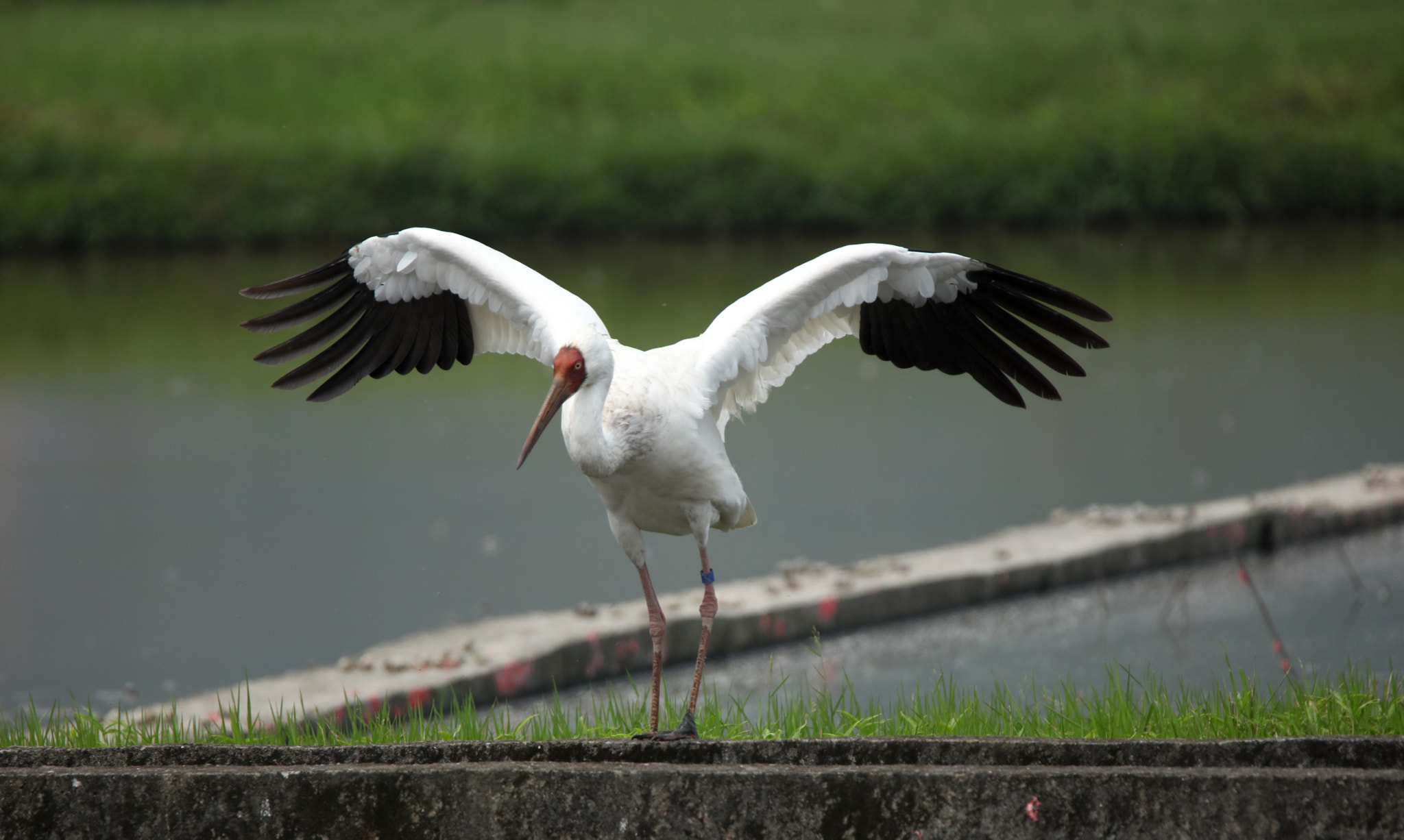 Tamron SP 150-600mm F5-6.3 Di VC USD sample photo. Siberian crane photography