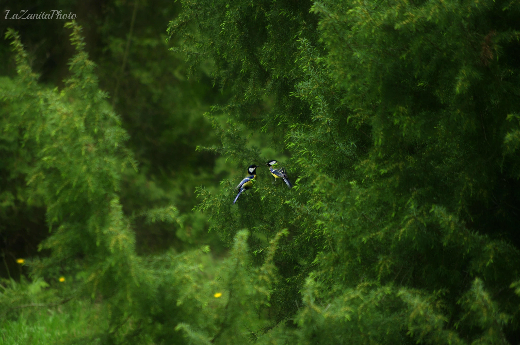 Pentax smc DA 50-200mm F4-5.6 ED WR sample photo. Parus major - lovers photography
