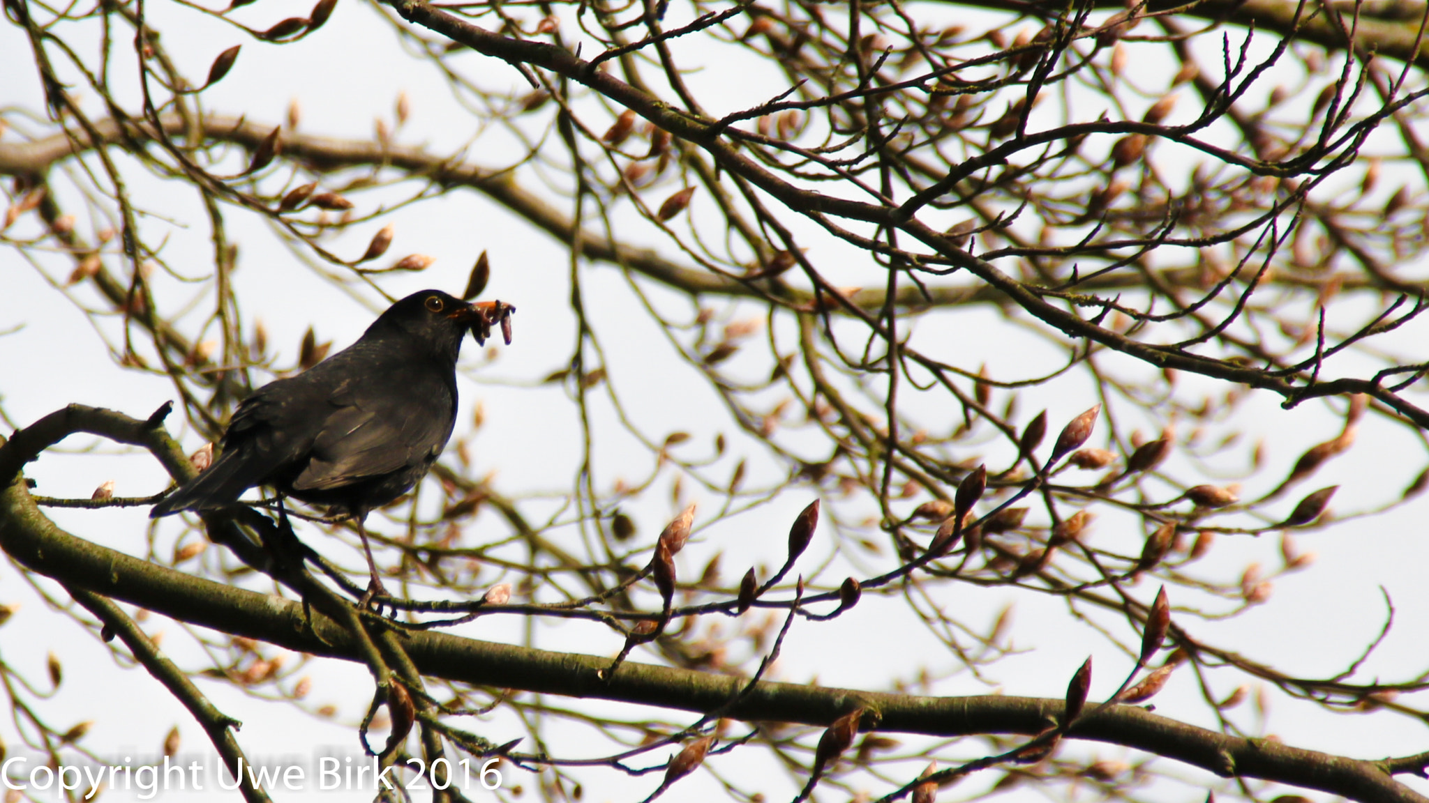 Canon EOS 760D (EOS Rebel T6s / EOS 8000D) sample photo. Blackbird on tree photography