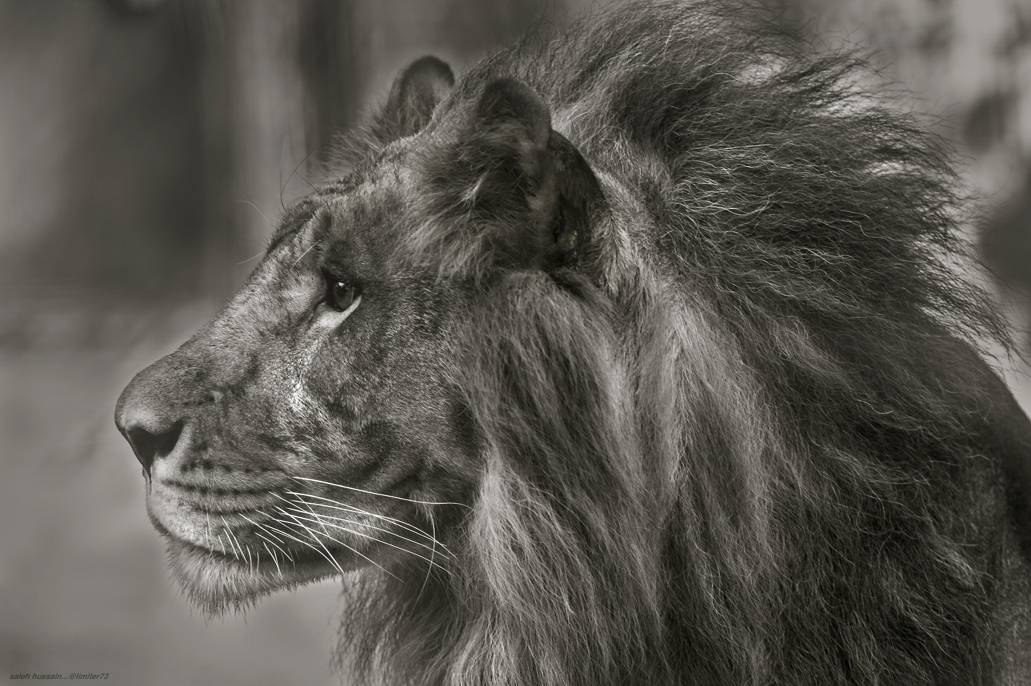 Nikon D4S + Tamron SP 150-600mm F5-6.3 Di VC USD sample photo. King is watching photography