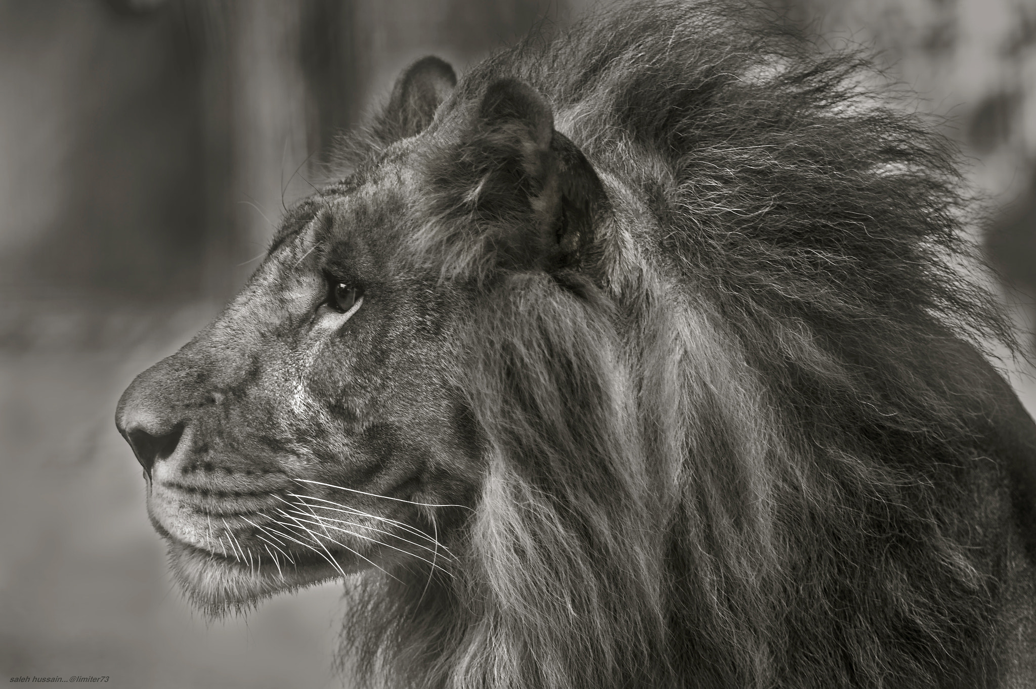 Nikon D4S sample photo. King is watching photography