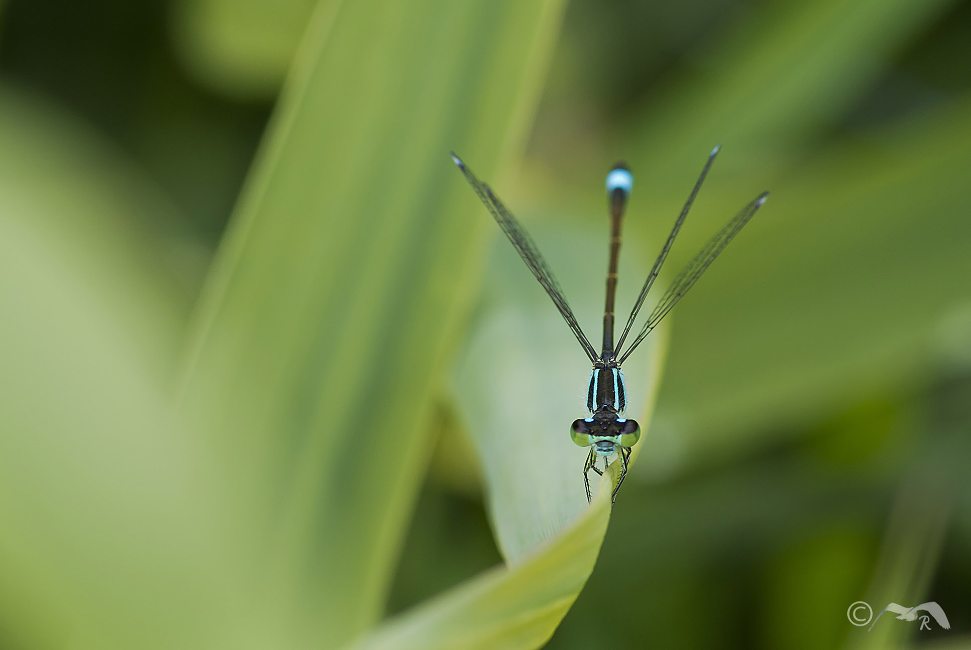 Nikon 1 V1 sample photo. Dragonfly photography