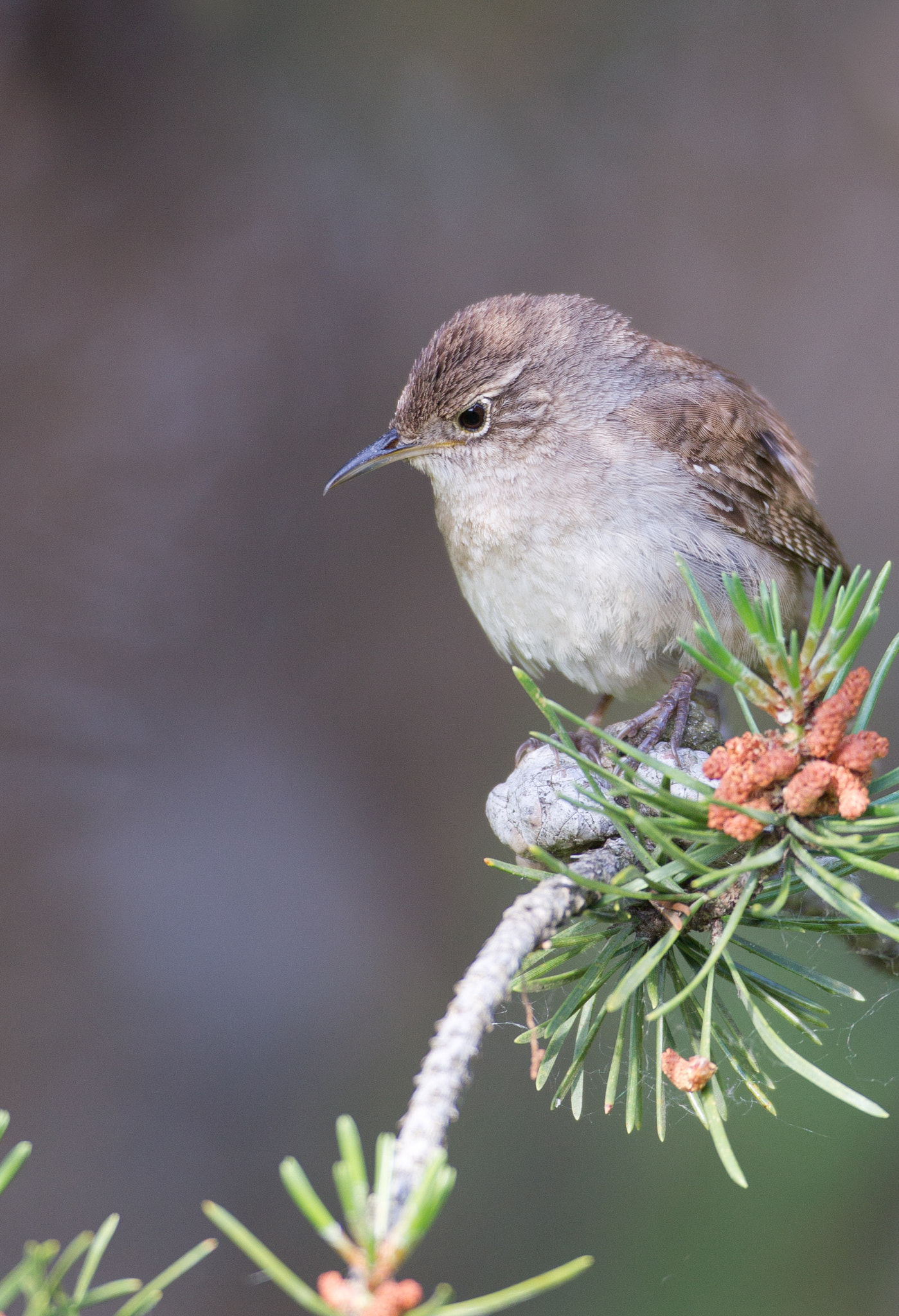 Canon EOS-1D Mark IV + Canon EF 600mm f/4L IS sample photo. House wren photography
