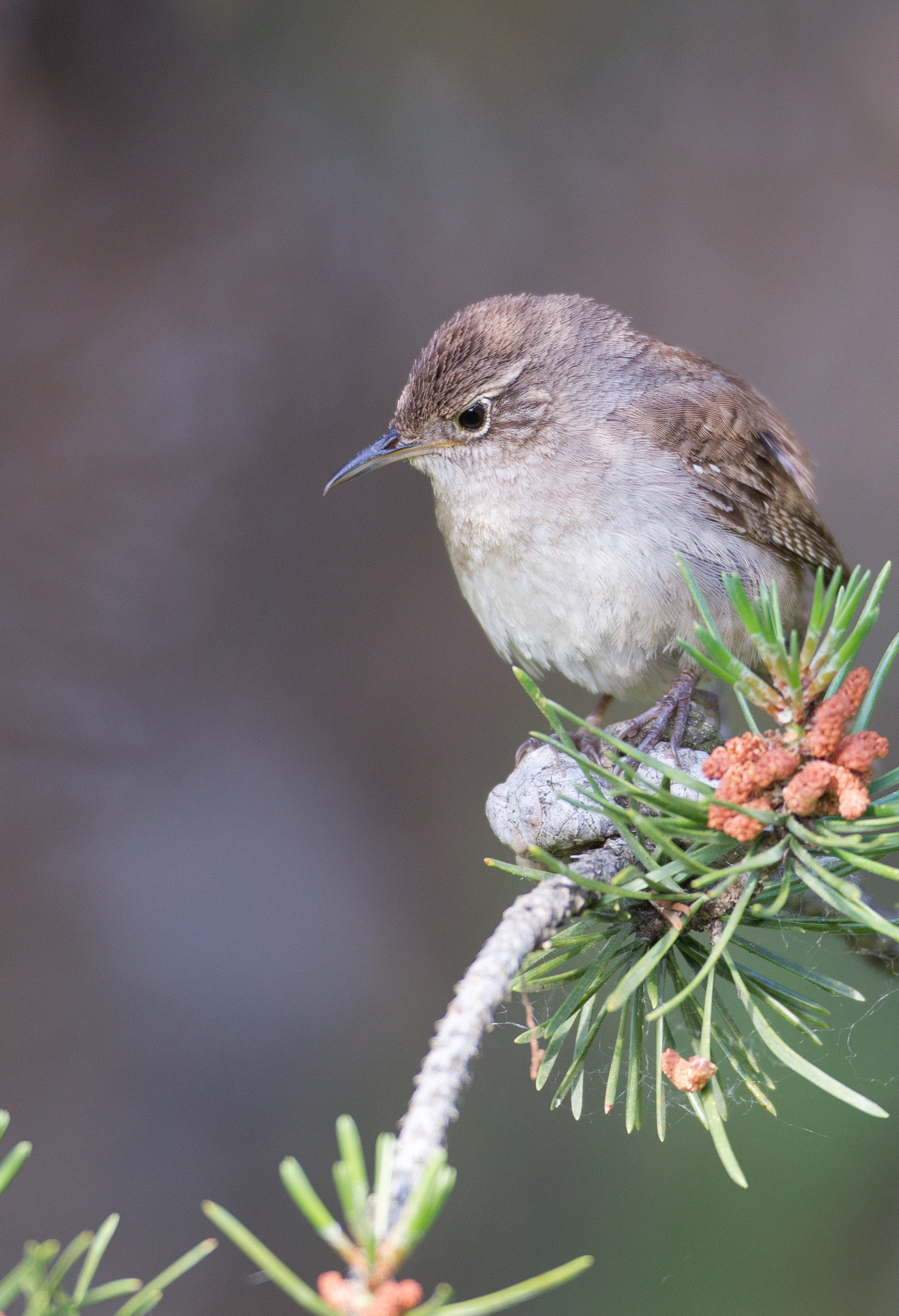 Canon EF 600mm f/4L IS sample photo. House wren photography