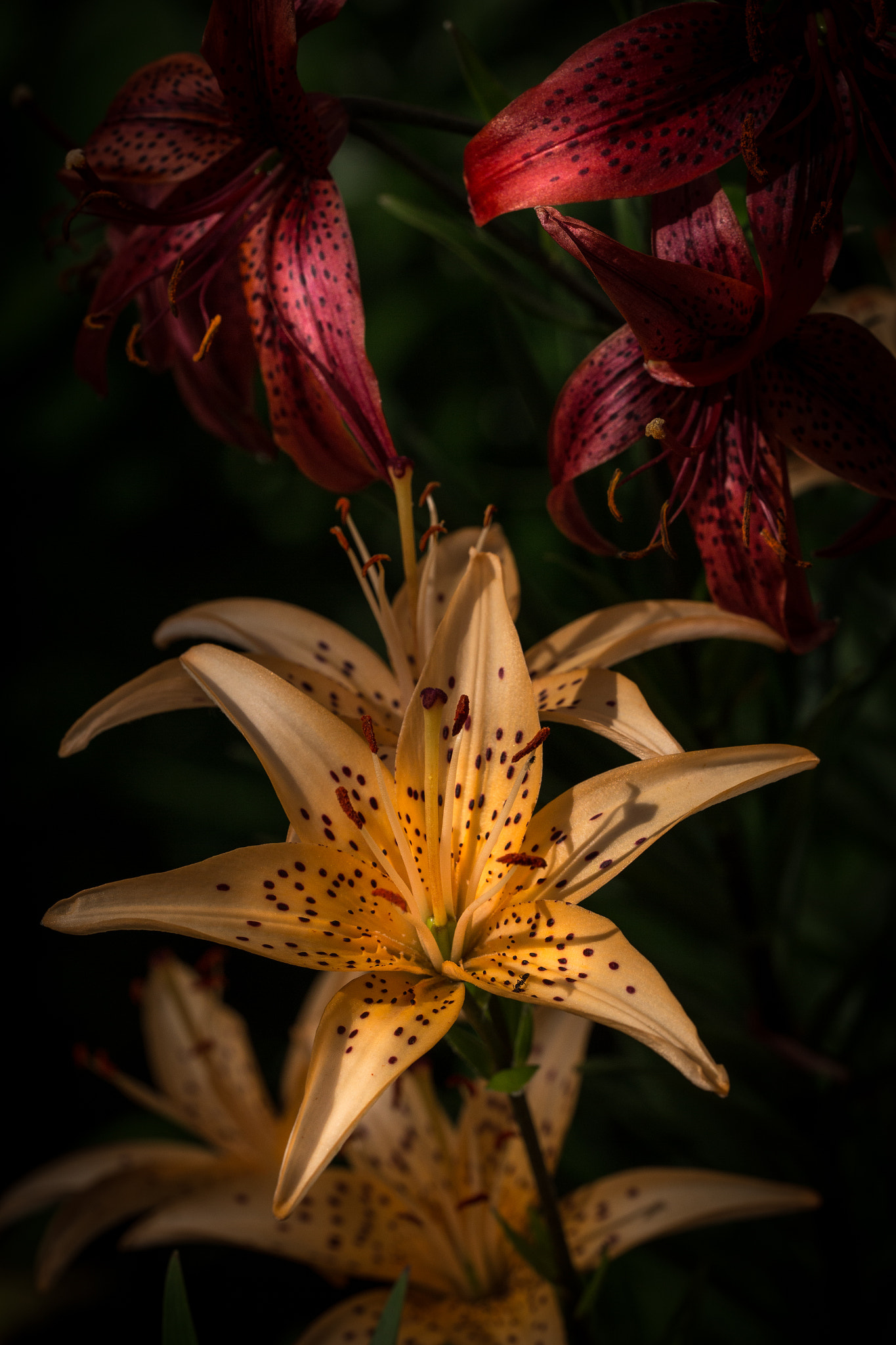 Sigma 150mm f/2.8 EX DG OS HSM APO Macro sample photo. Lilies photography