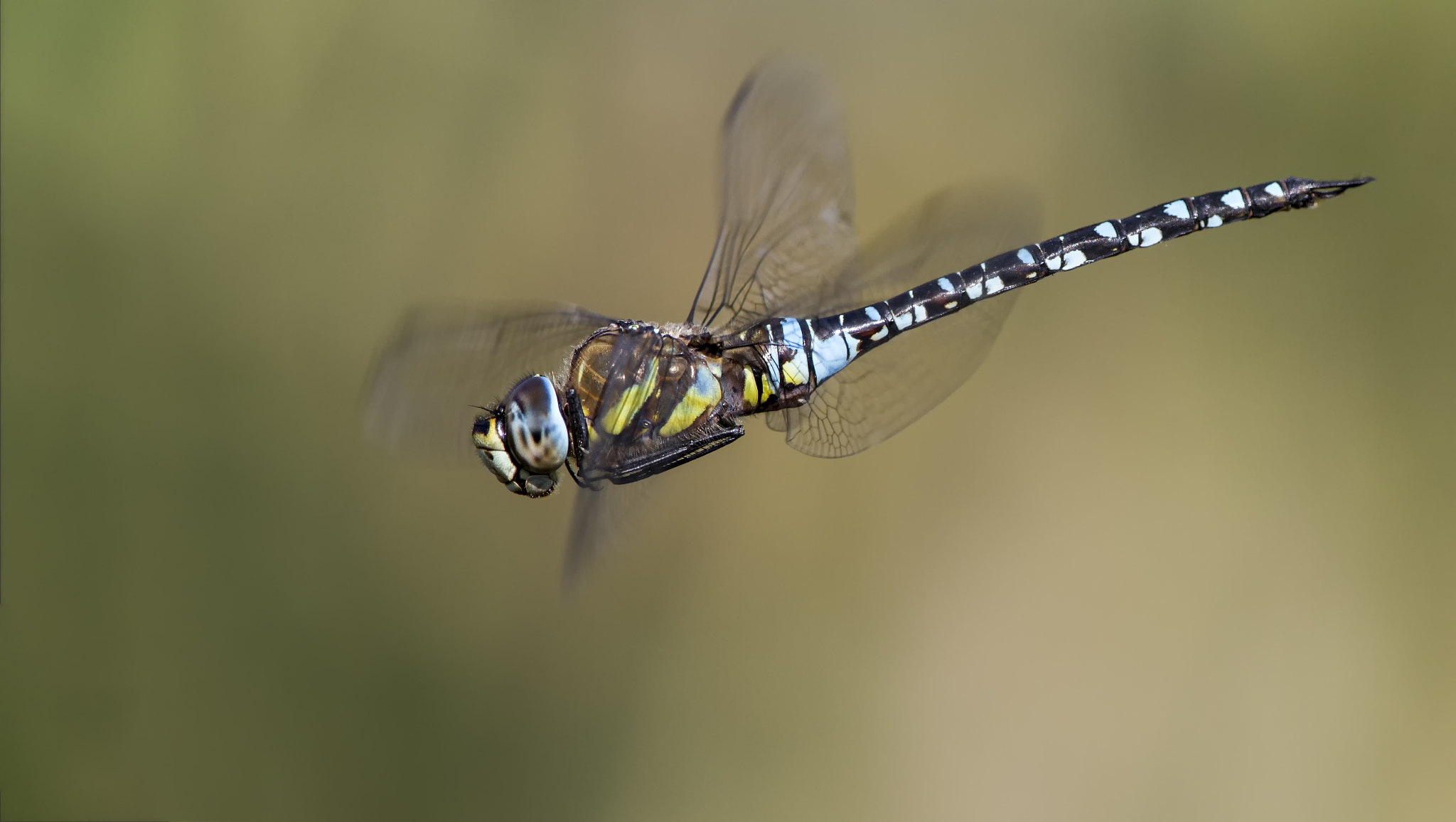 Canon EF 300mm F2.8L IS II USM sample photo. Bin faul photography