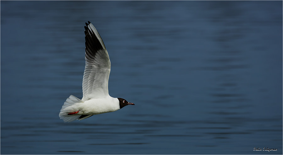 Canon EOS 5DS R + Canon EF 500mm F4L IS USM sample photo. Gaviota reidora photography