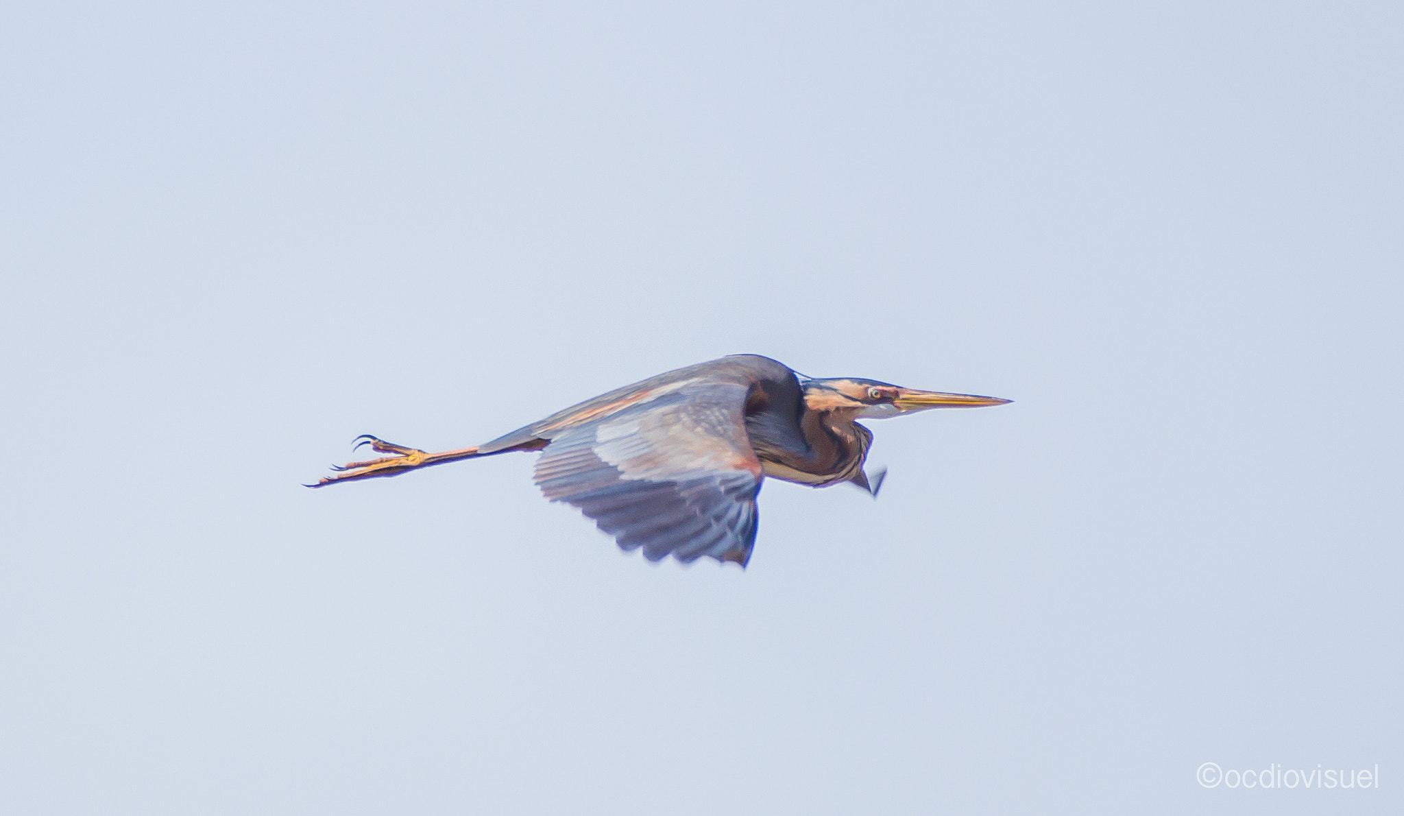 Canon EF 100-400mm F4.5-5.6L IS USM sample photo. Héron vole photography