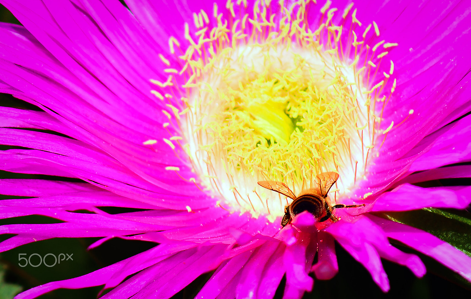 Nikon D800 + AF Zoom-Nikkor 70-210mm f/4 sample photo. Heading for the sun photography