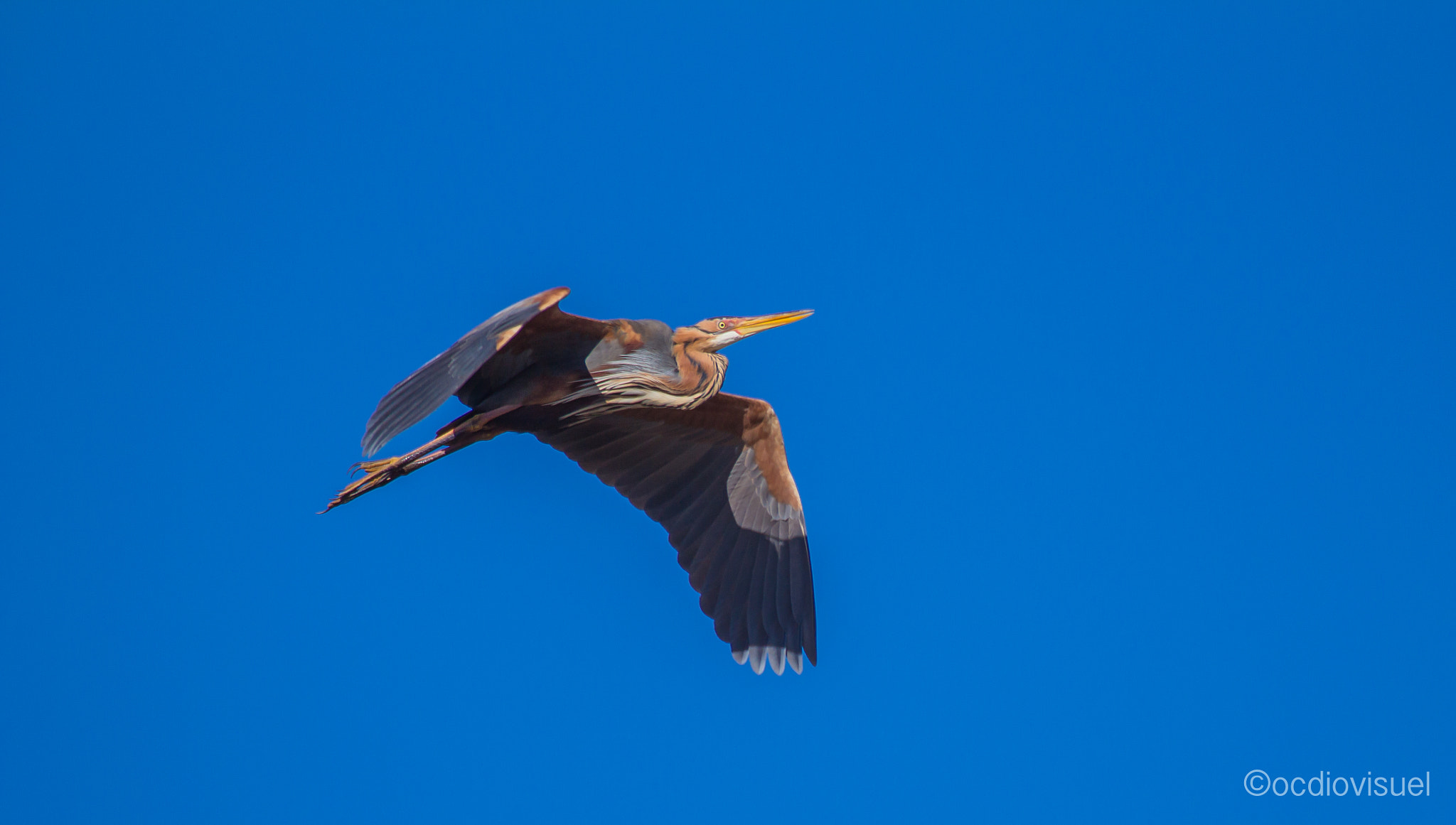 Canon EF 100-400mm F4.5-5.6L IS USM sample photo. Héron vole photography