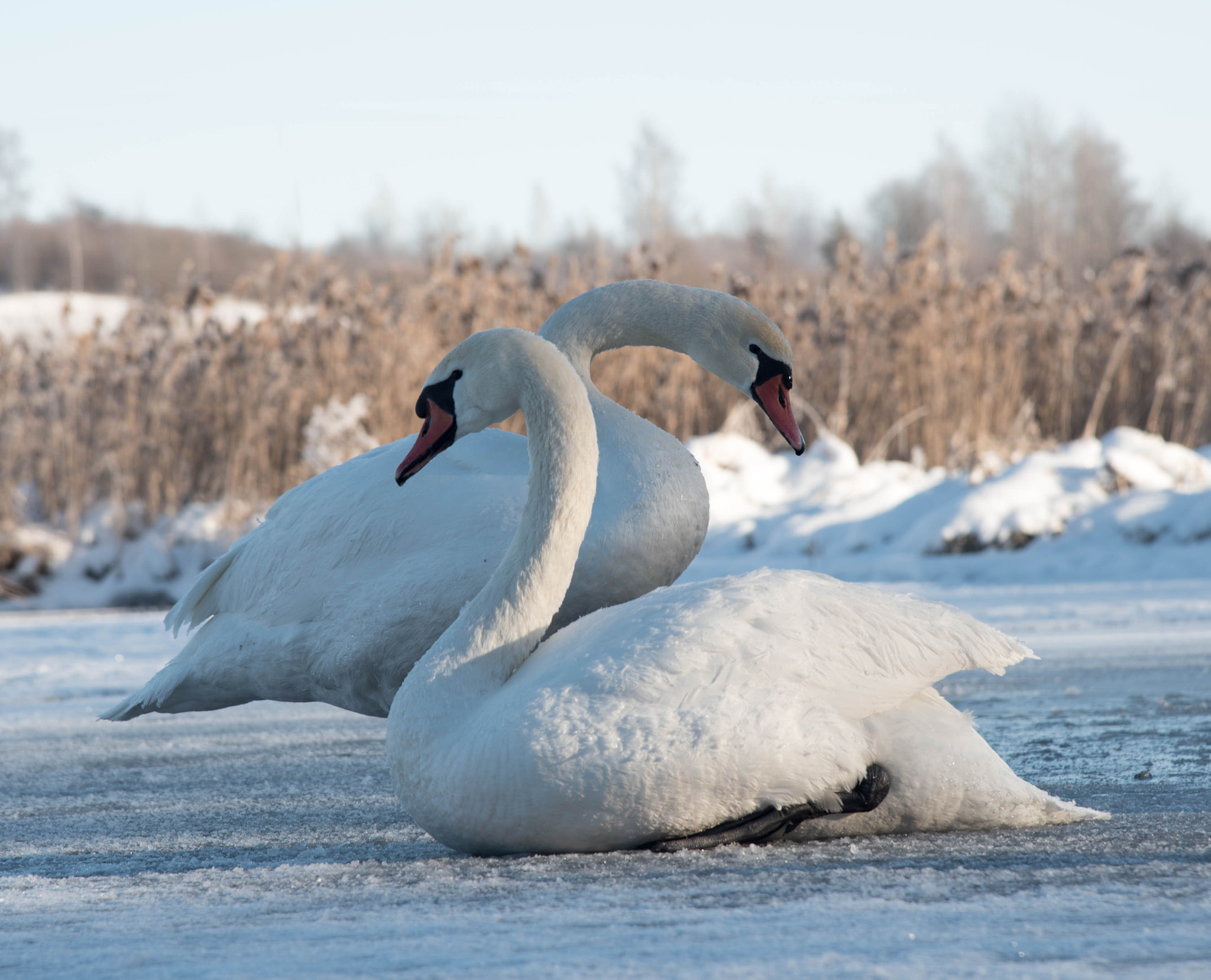 two white swans sitting on ice in winter