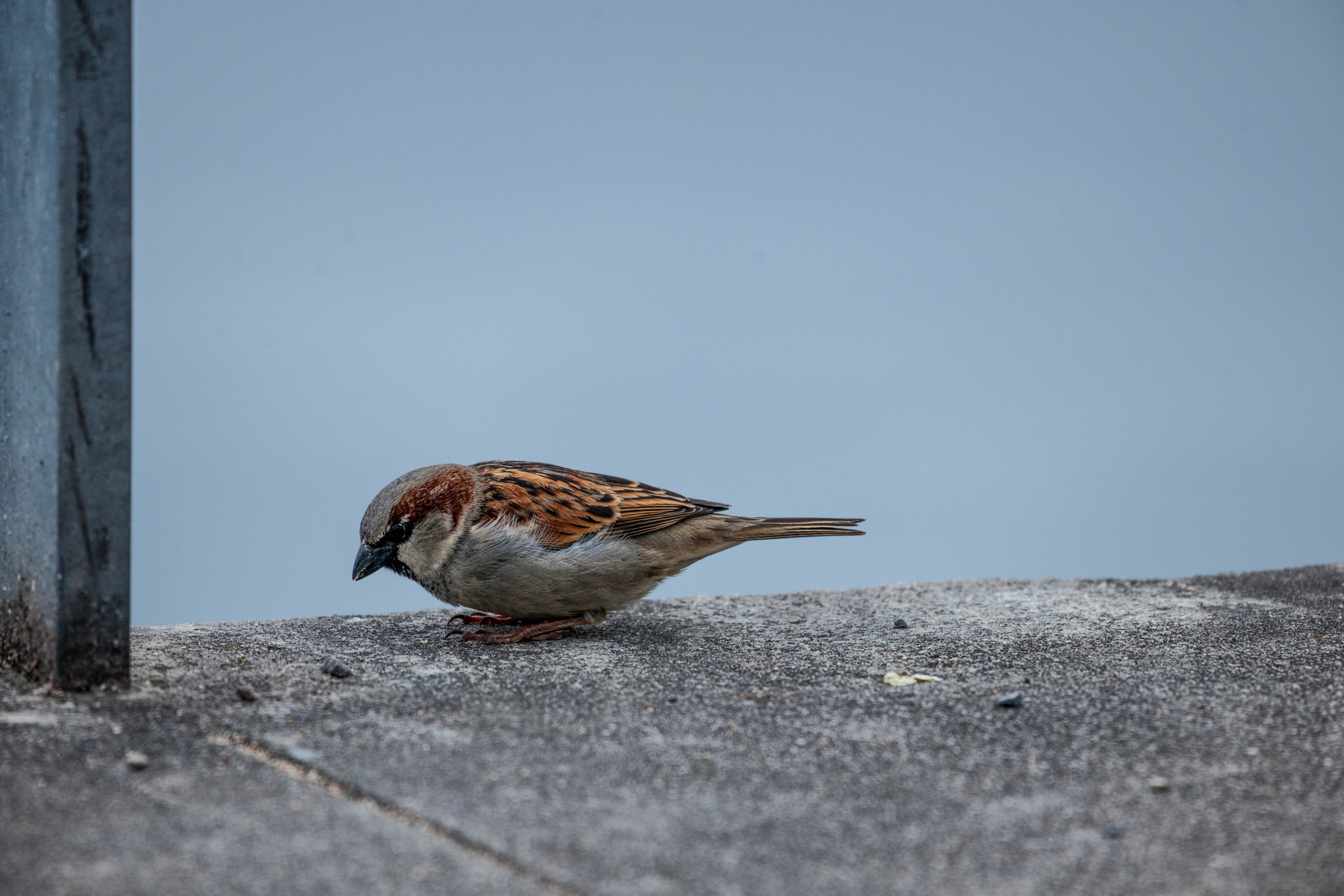 Nikon D3X sample photo. Hometown sparrow photography