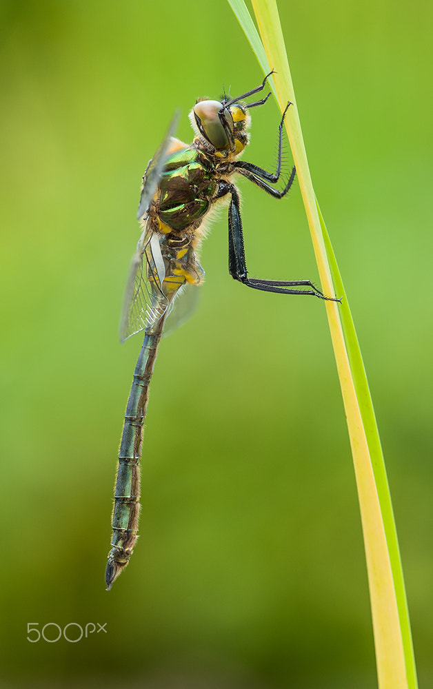 Sigma 150mm F2.8 EX DG Macro HSM sample photo. Downy emerald (smaragdlibelle) photography