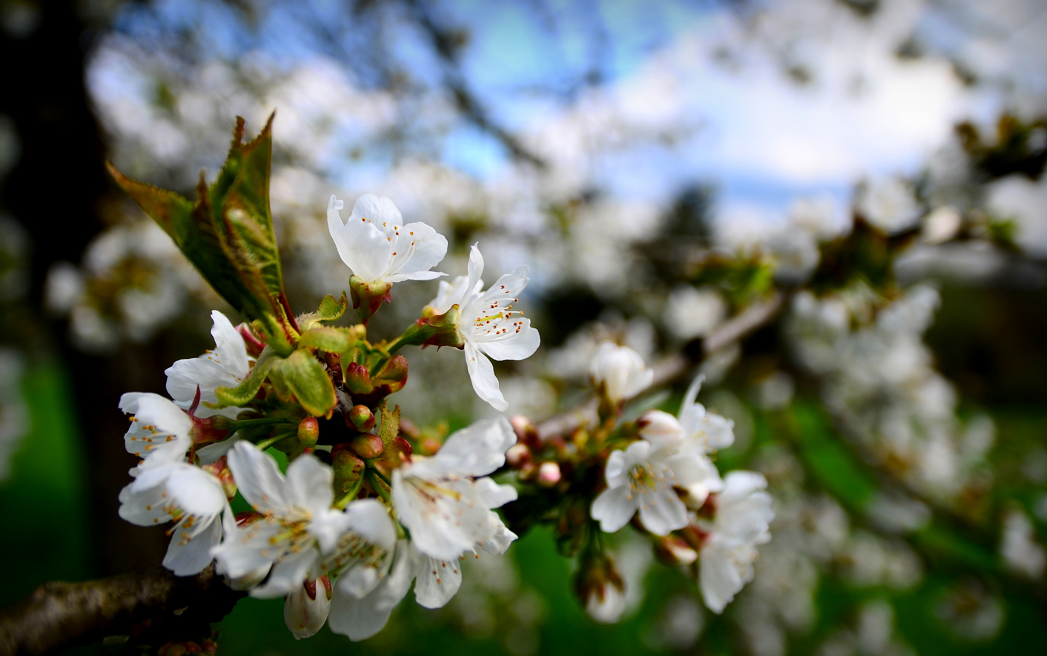 Sigma 17-70mm F2.8-4 DC Macro OS HSM | C sample photo. Natural beauty photography