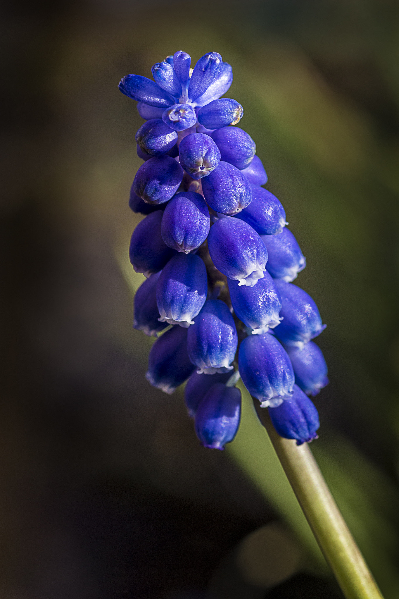 Canon EOS 100D (EOS Rebel SL1 / EOS Kiss X7) + Canon EF 100mm F2.8 Macro USM sample photo. Hyacinth photography