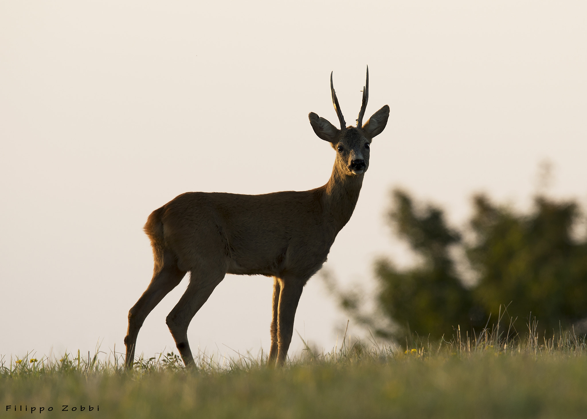 Nikon D4S + Nikon AF-S Nikkor 600mm F4G ED VR sample photo. Capriolo (capreolus capreolus) photography