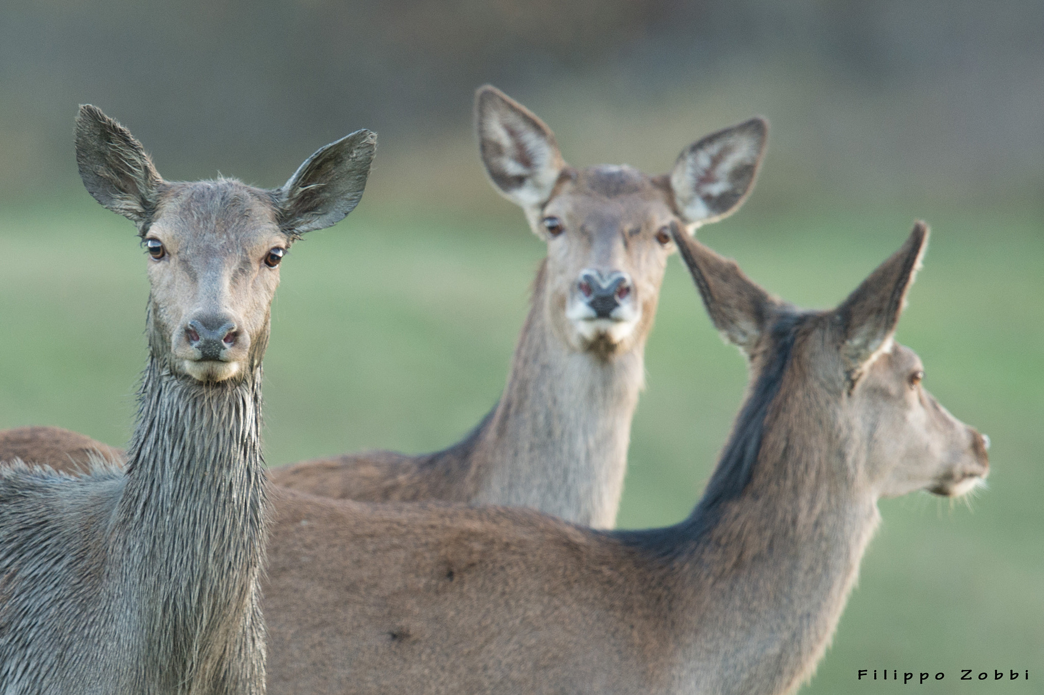 Nikon D4S + Nikon AF-S Nikkor 600mm F4G ED VR sample photo. Femmine di cervo photography