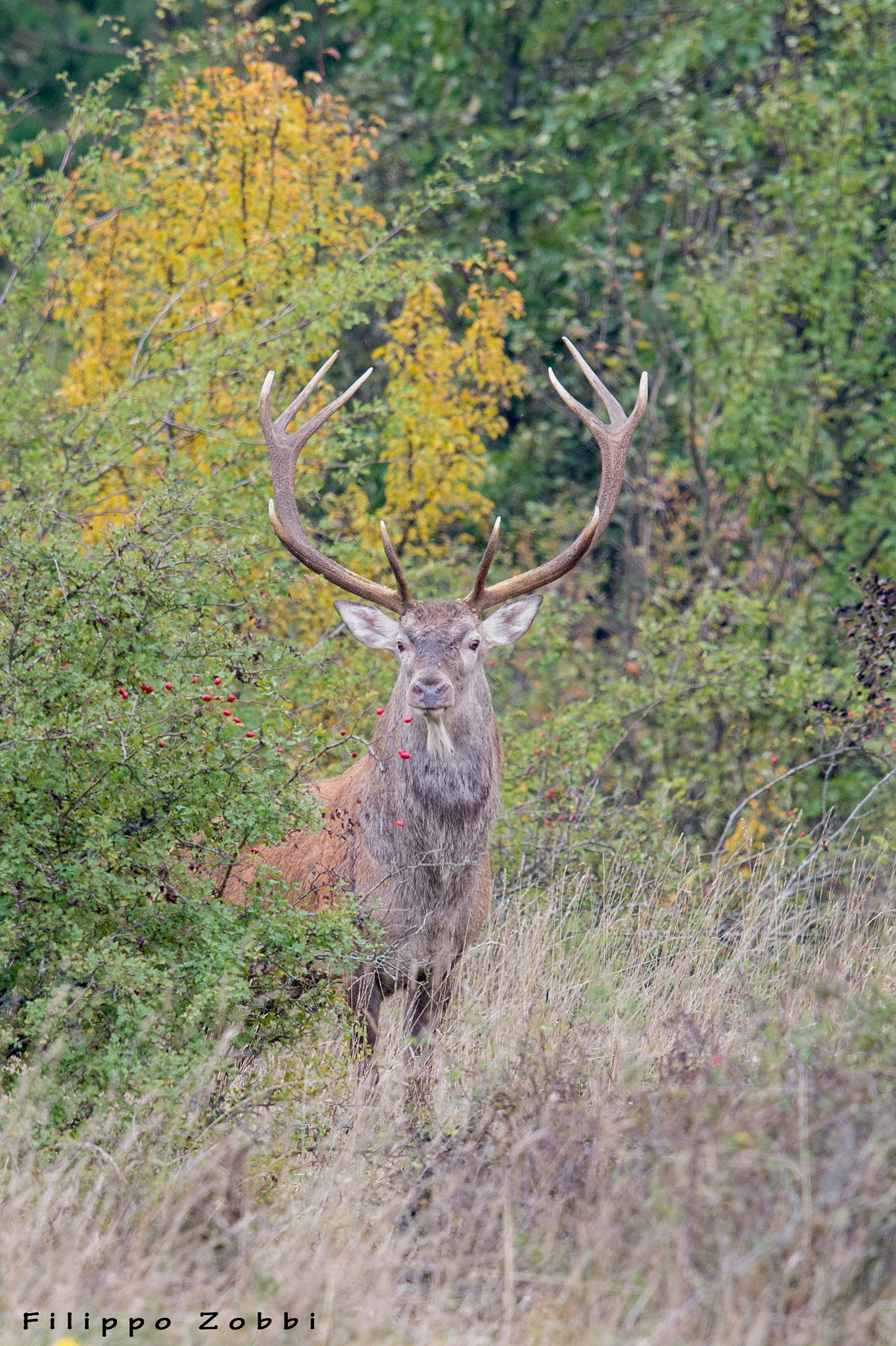 Nikon D4S + Nikon AF-S Nikkor 600mm F4G ED VR sample photo. Cervo nobile (cervus elaphus) photography